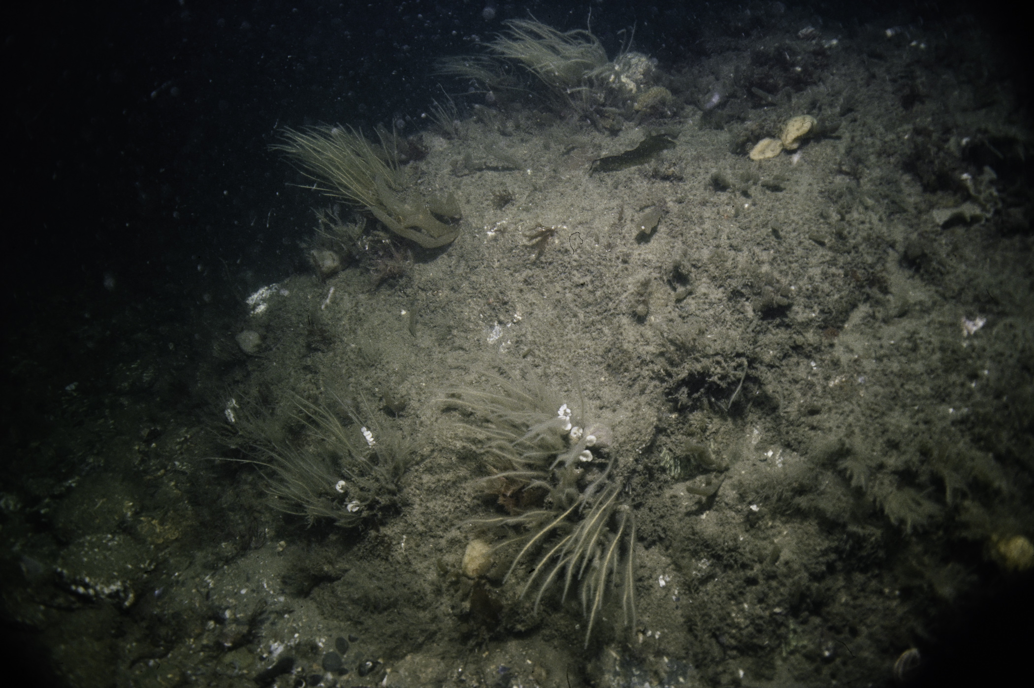 Nemertesia antennina, Alcyonidium diaphanum. Site: Colaways Rock, N Channel, Lough Foyle. 