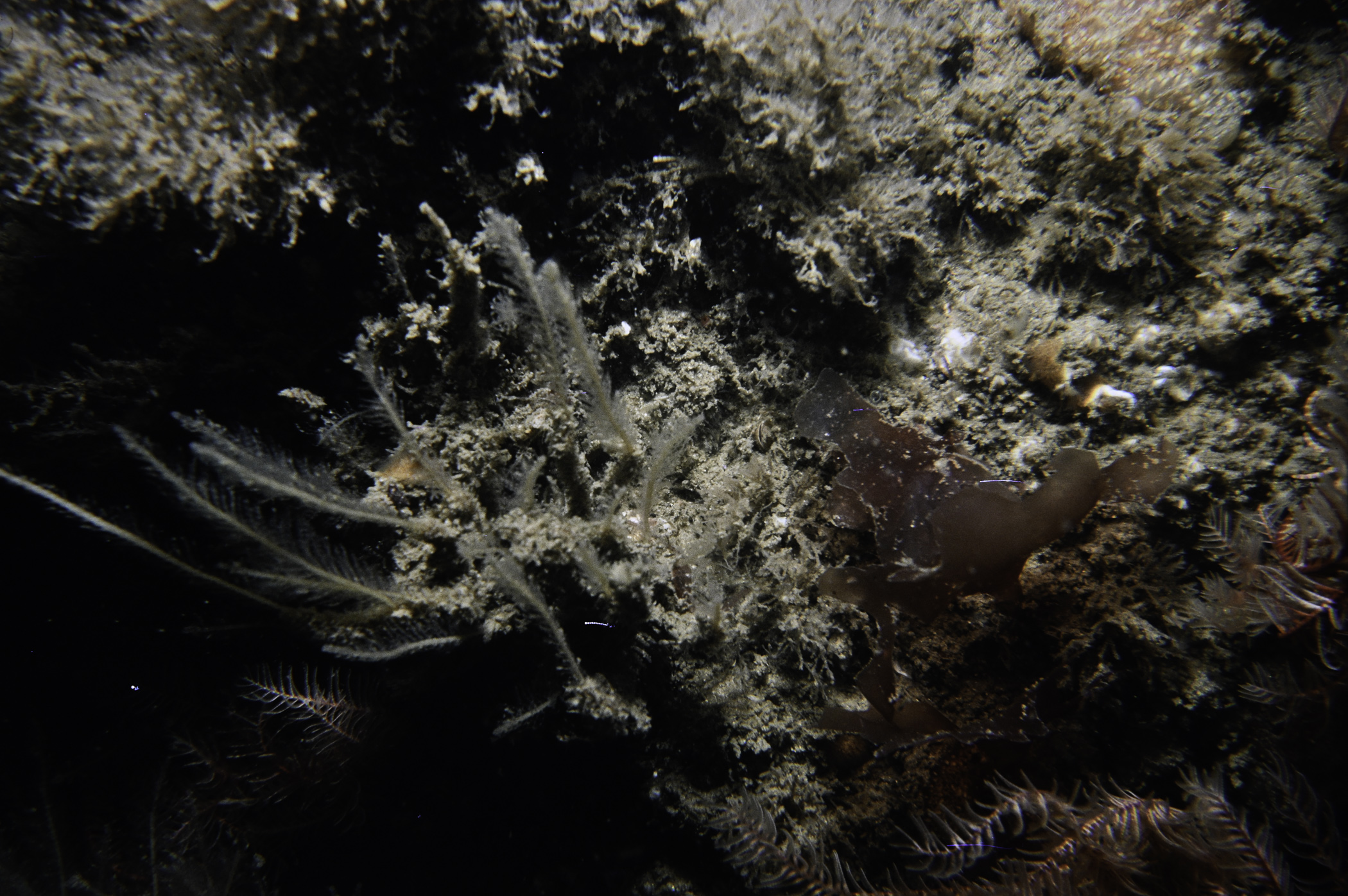 Nemertesia antennina. Site: Colaways Rock, N Channel, Lough Foyle. 