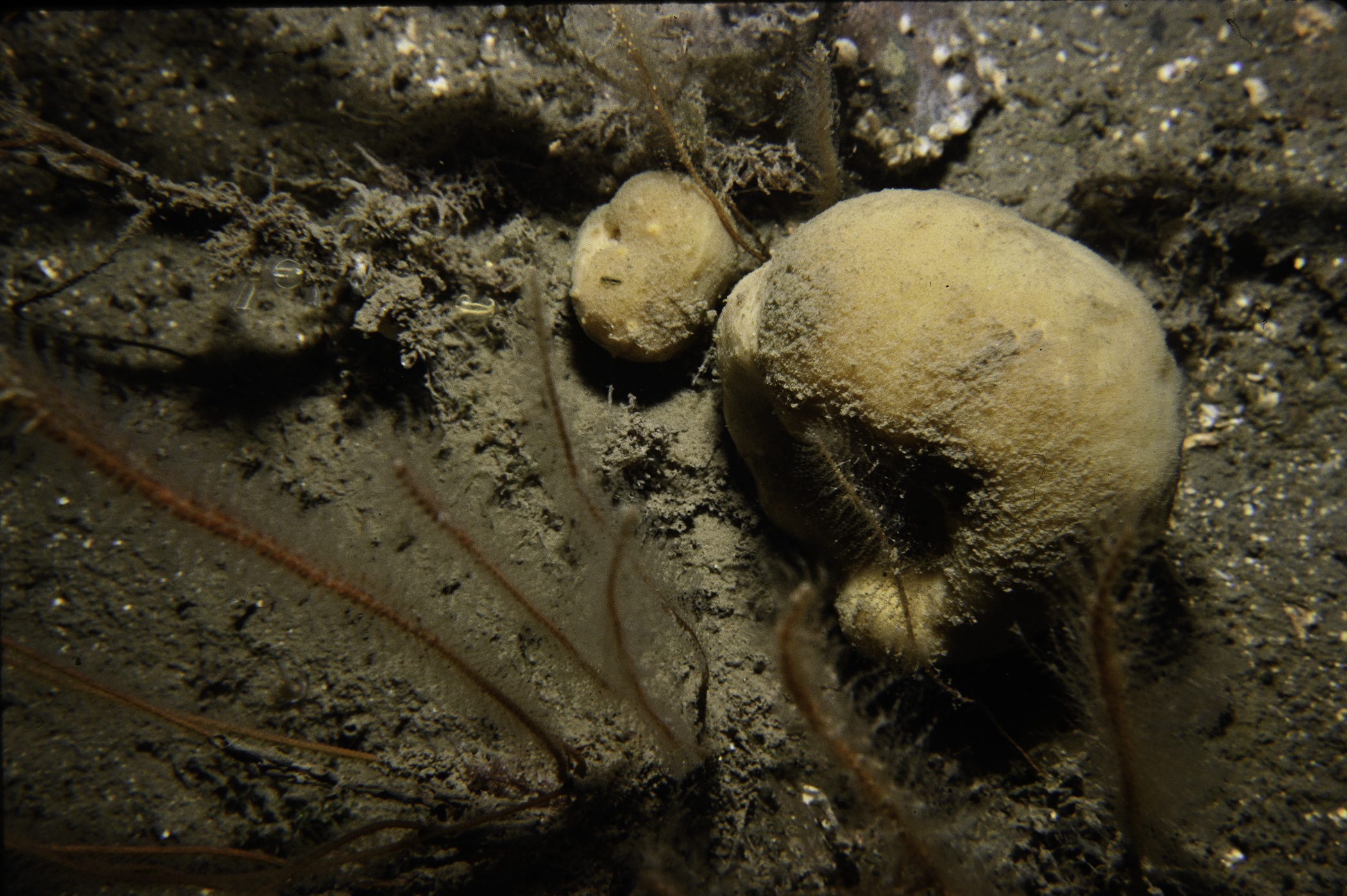 Suberites carnosus, Nemertesia antennina. Site: Town Rock, Killyleagh, Strangford Lough. 