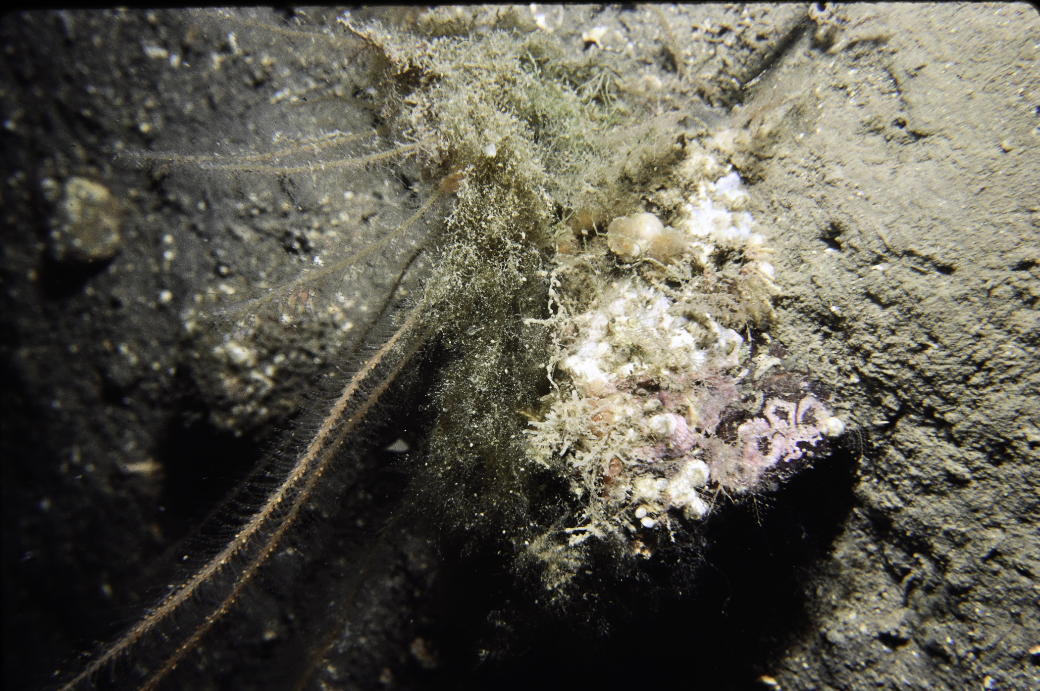 Nemertesia antennina. Site: Town Rock, Killyleagh, Strangford Lough. 