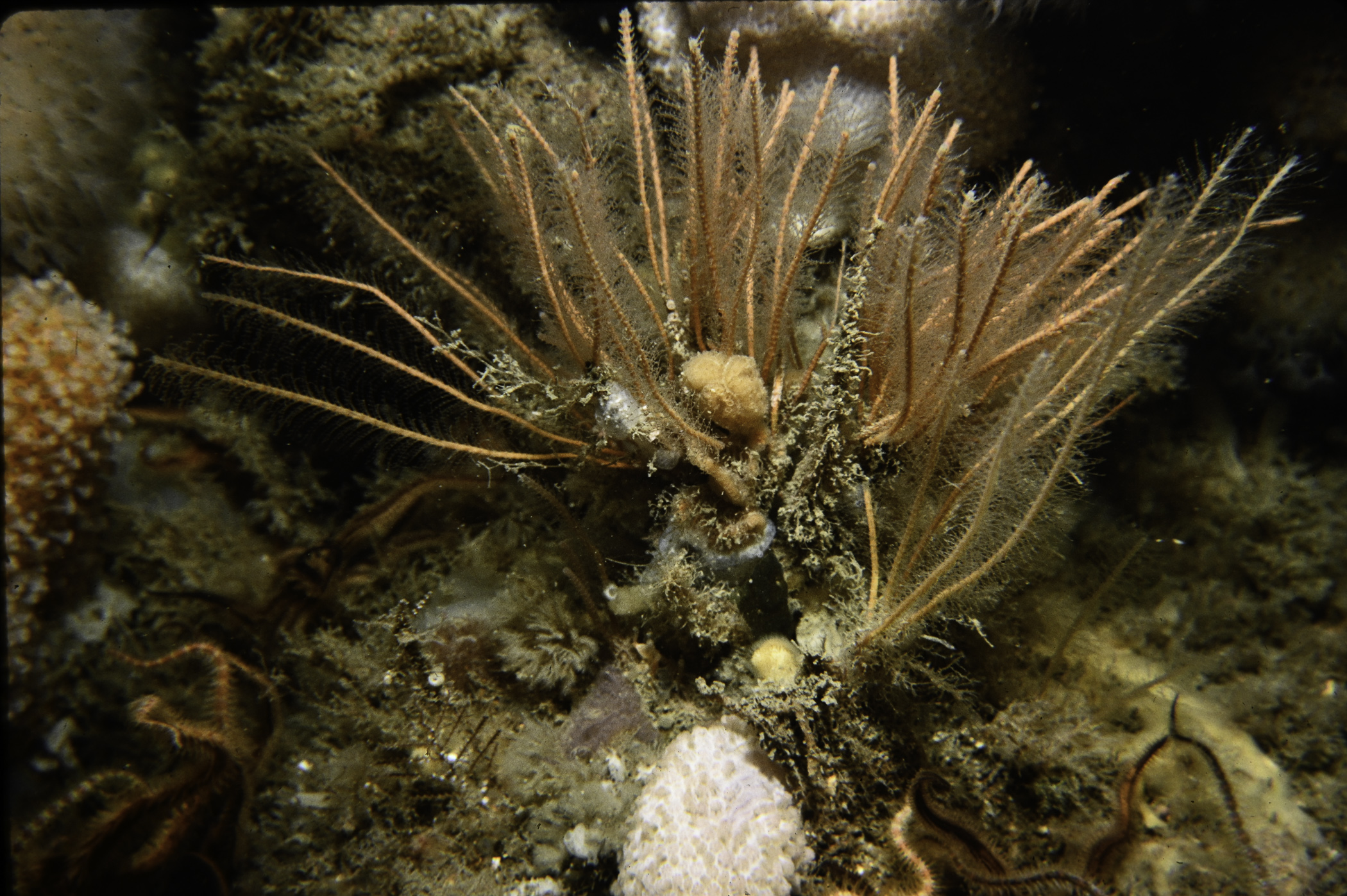 Nemertesia antennina. Site: E of Stork Shoal, Strangford Lough. 