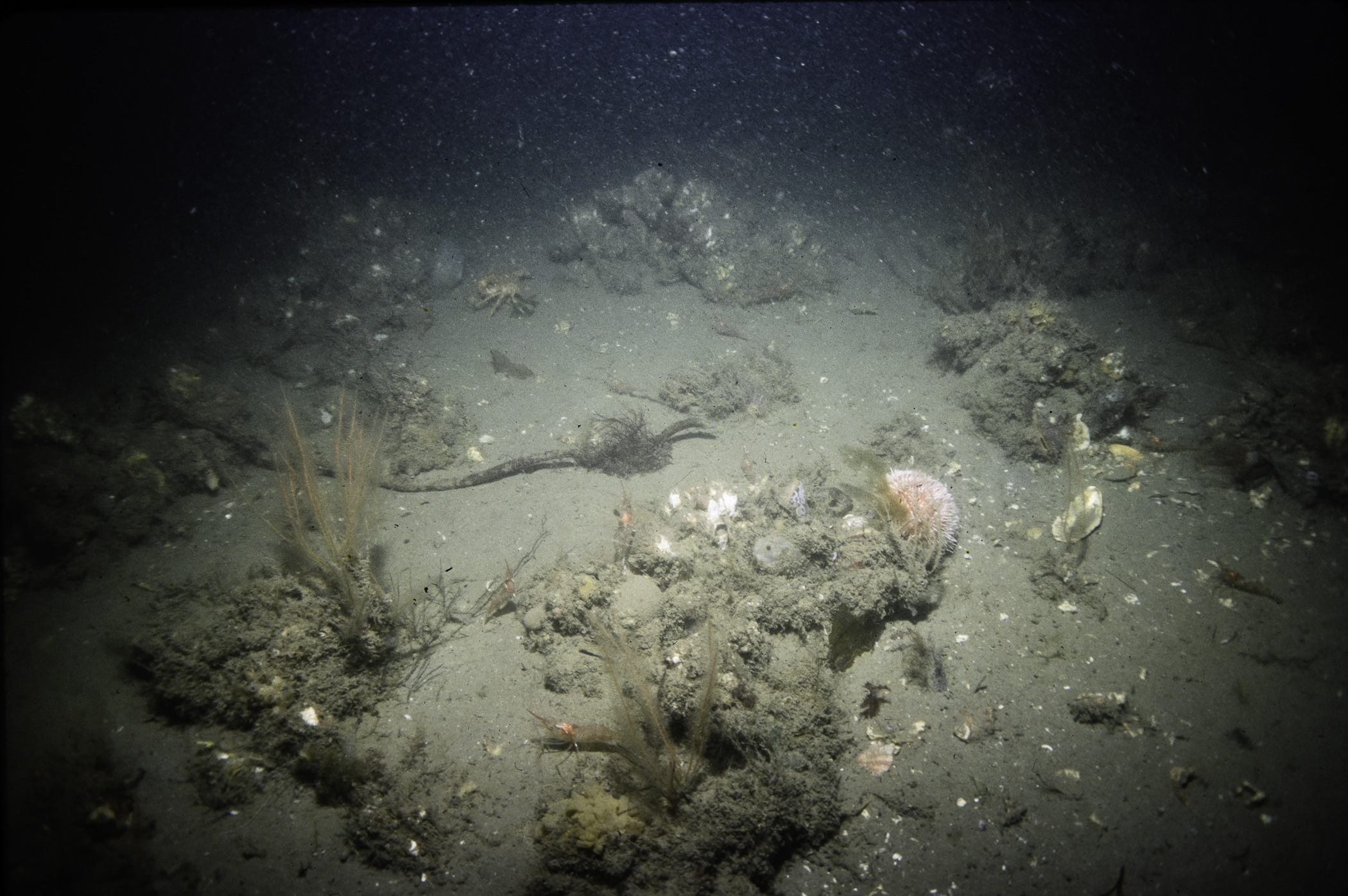 Nemertesia antennina, Pandalus montagui, Modiolus modiolus. Site: E of Black Rock, Strangford Lough. 