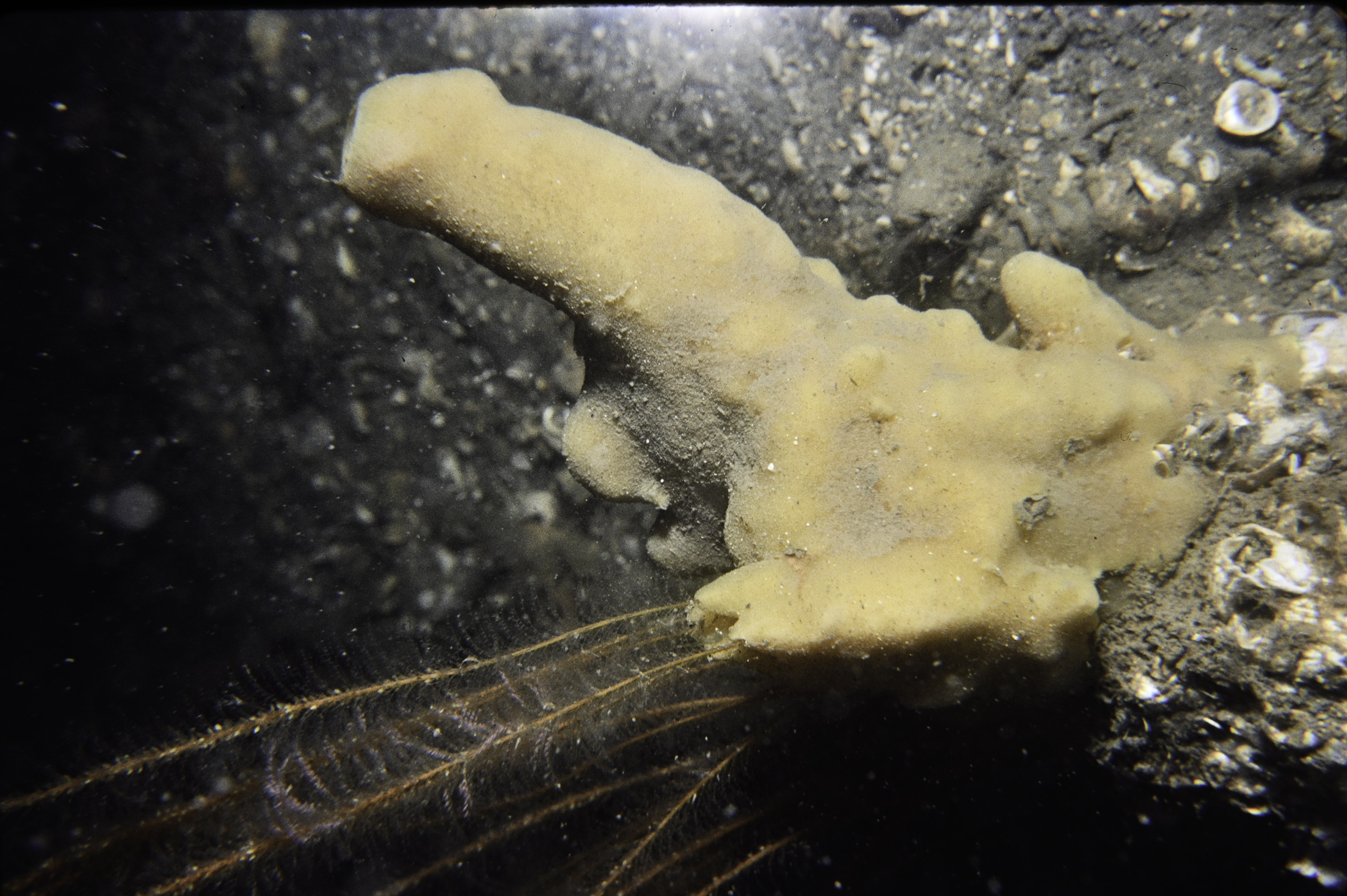 Halichondria panicea, Nemertesia antennina. Site: W of Black Rock, Strangford Lough. 