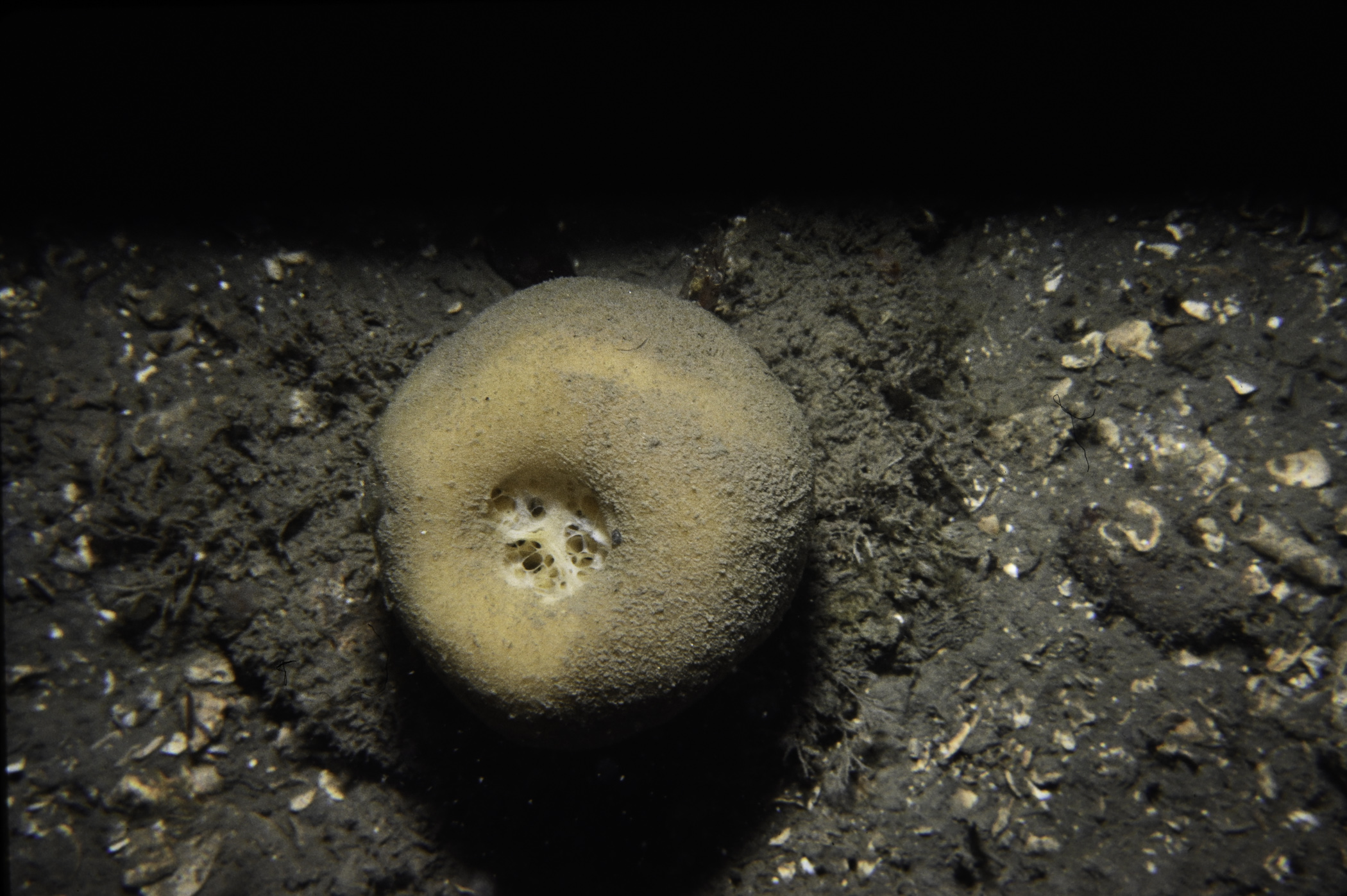 Suberites carnosus. Site: W of Black Rock, Strangford Lough. 