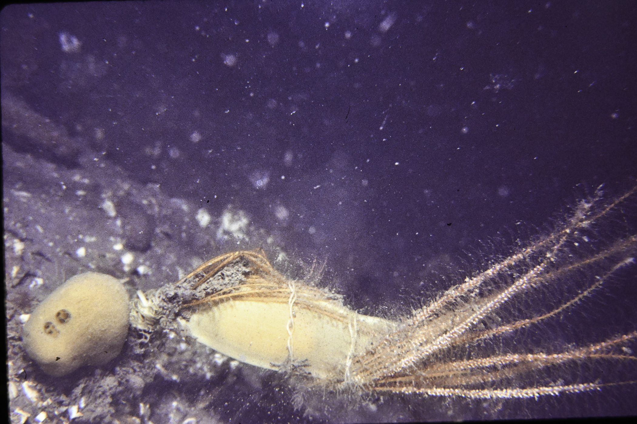 Nemertesia antennina. Site: W of Black Rock, Strangford Lough. 