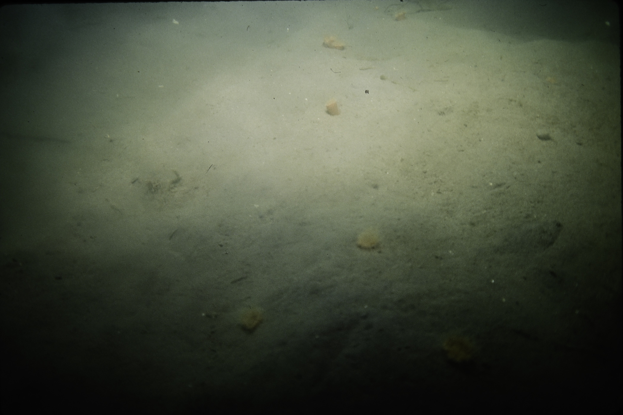 Sagartia lacerata. Site: W of Black Rock, Strangford Lough. 