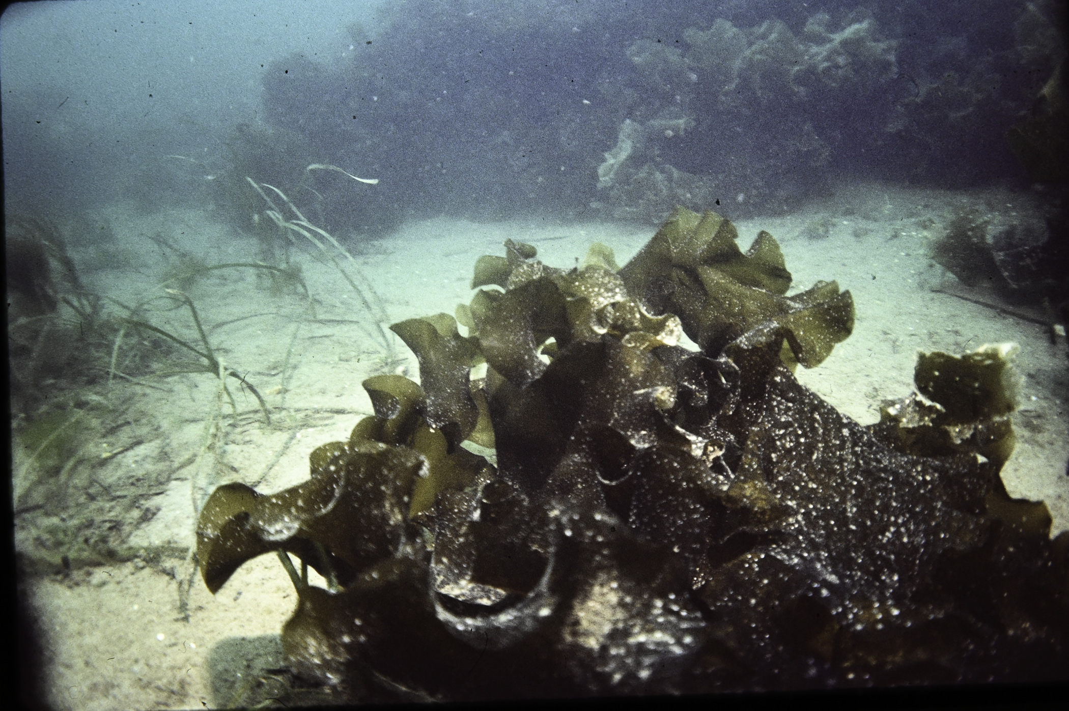 Saccharina latissima, Zostera marina. Site: Audley's Point, Strangford Lough. 