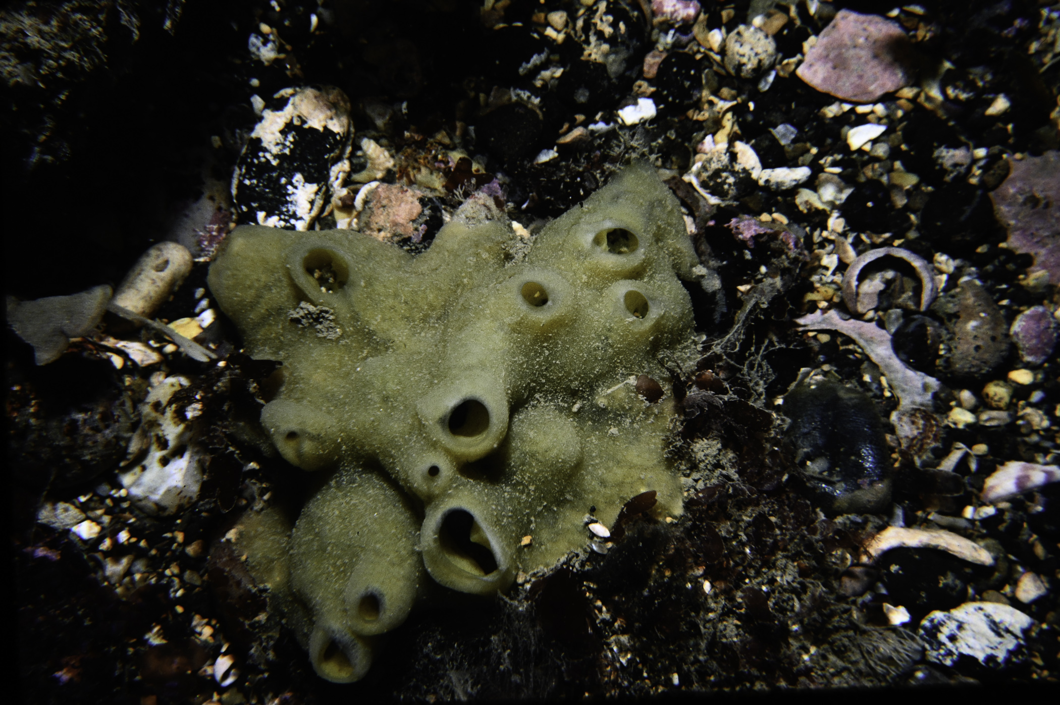 Halichondria panicea. Site: St.Drumnagreagh Port. 