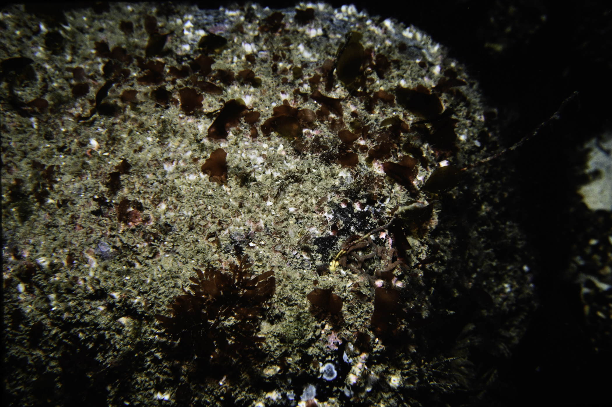 Lomentaria orcadensis. Site: St.Drumnagreagh Port. 