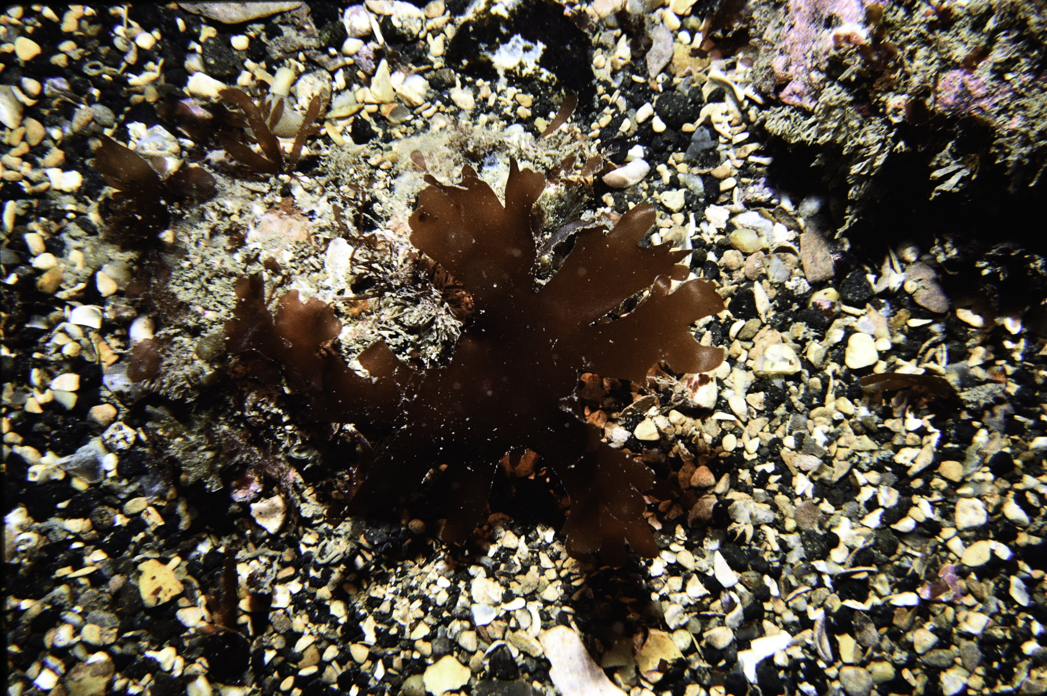 Lomentaria orcadensis, Rhodymenia pseudopalmata. Site: St.Drumnagreagh Port. 