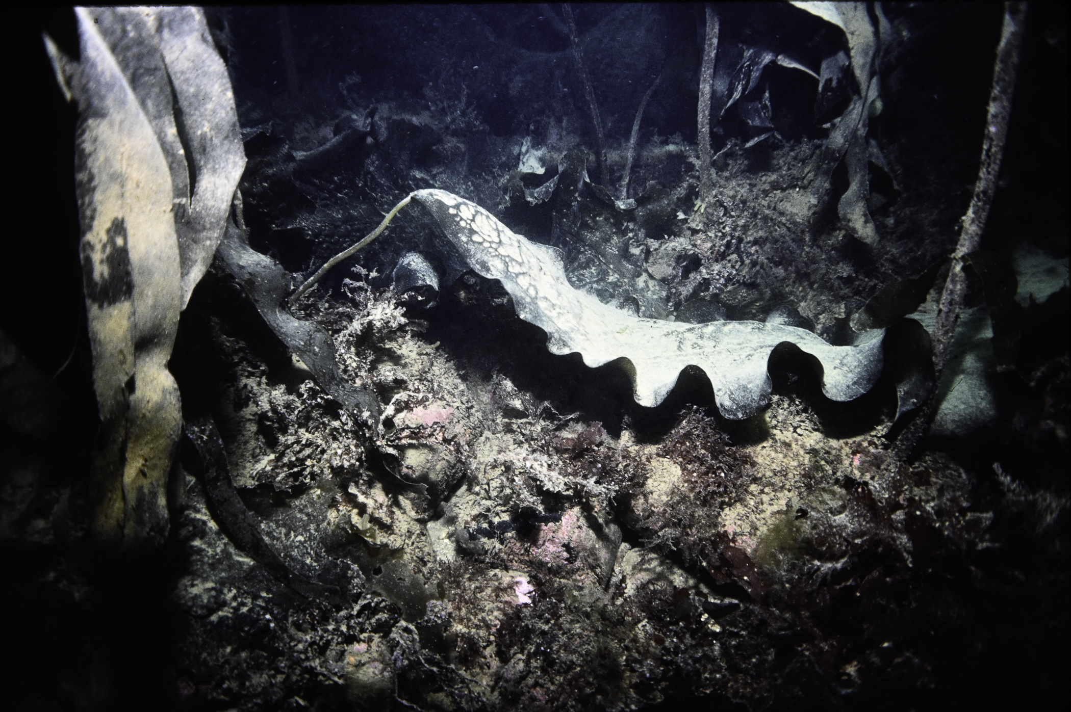 Saccharina latissima. Site: Ringfad Point, Carnlough. 