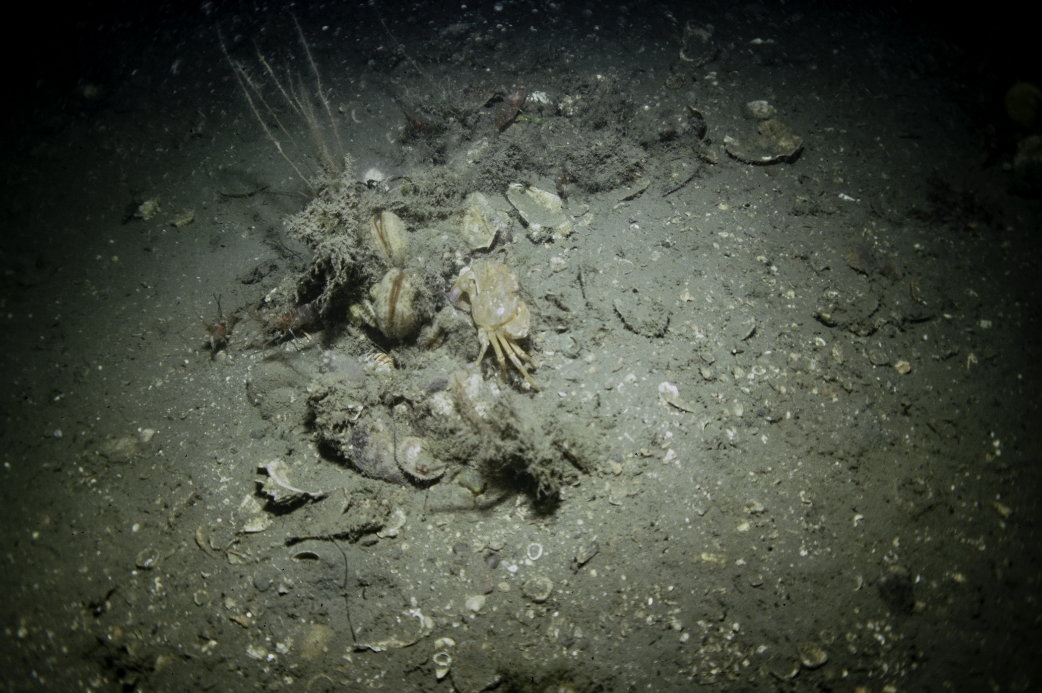 Nemertesia antennina, Pandalus montagui, Polybius depurator, Aequipecten opercularis. Site: Pawle Is, Strangford Lough. 