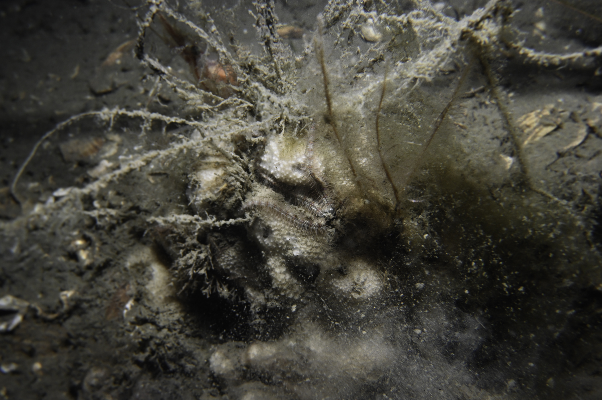 Dysidea fragilis, Nemertesia antennina, Ophiothrix fragilis. Site: Pawle Is, Strangford Lough. 