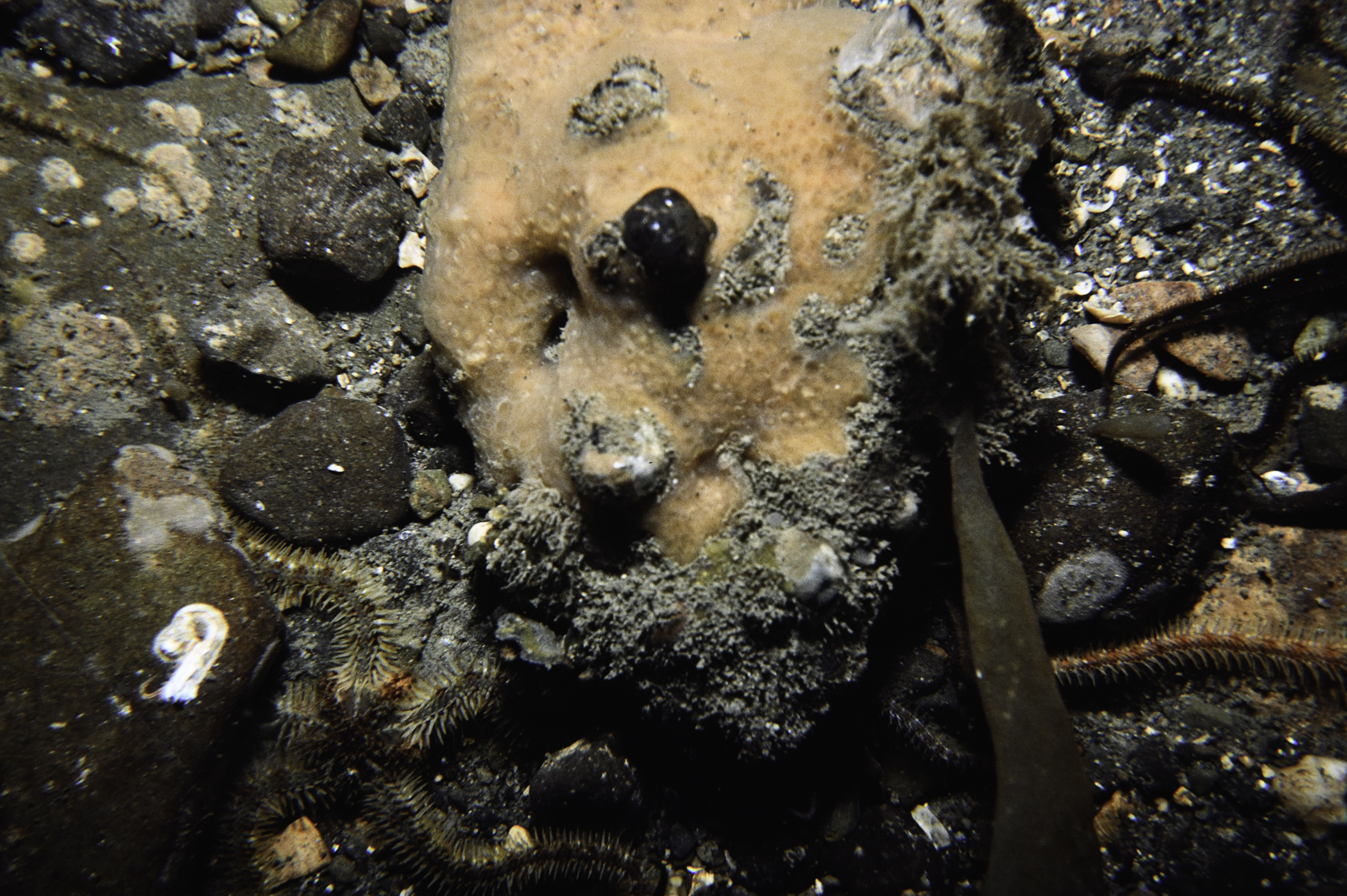 Phorbas fictitius, Ophiothrix fragilis. Site: S Green Island, Carlingford Lough. 