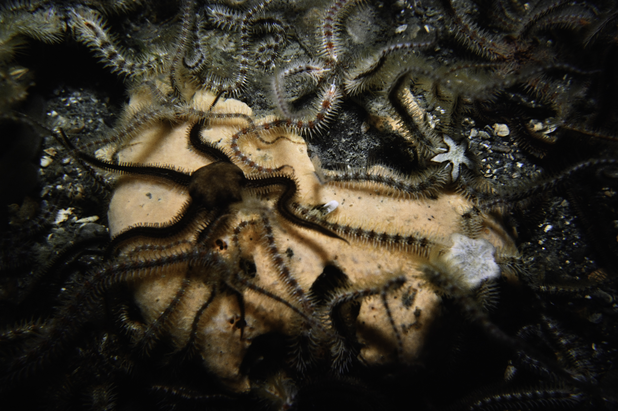 Ophiothrix fragilis, Ophiocomina nigra. Site: S Green Island, Carlingford Lough. 