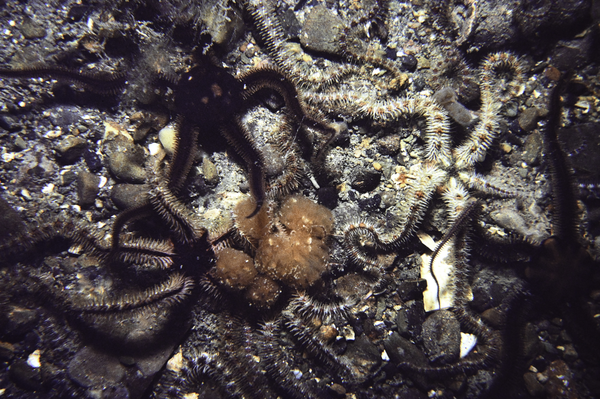 Ophiothrix fragilis, Ophiocomina nigra. Site: S Green Island, Carlingford Lough. 