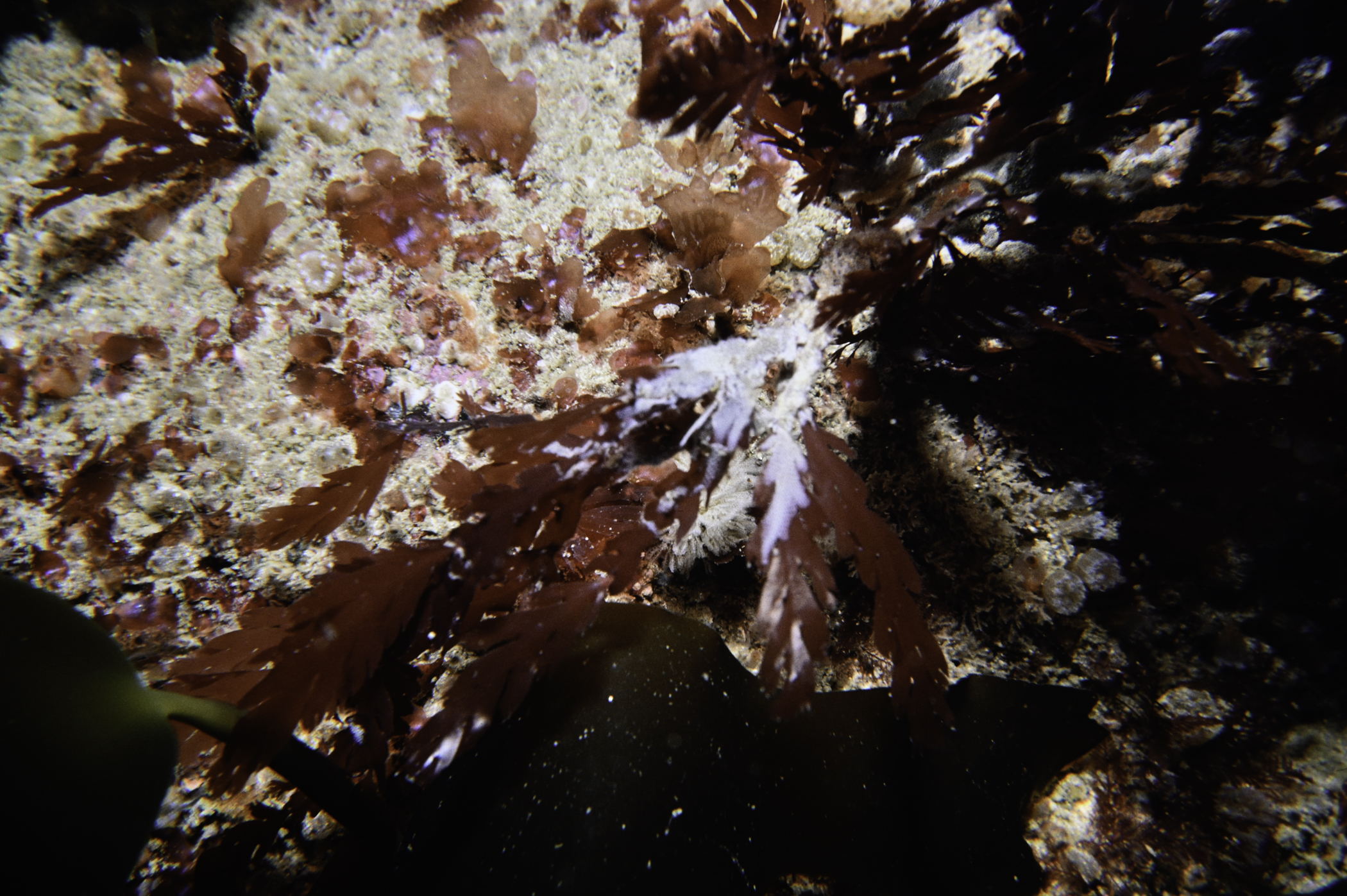 Odonthalia dentata. Site: Runkerry Point, Portrush. 