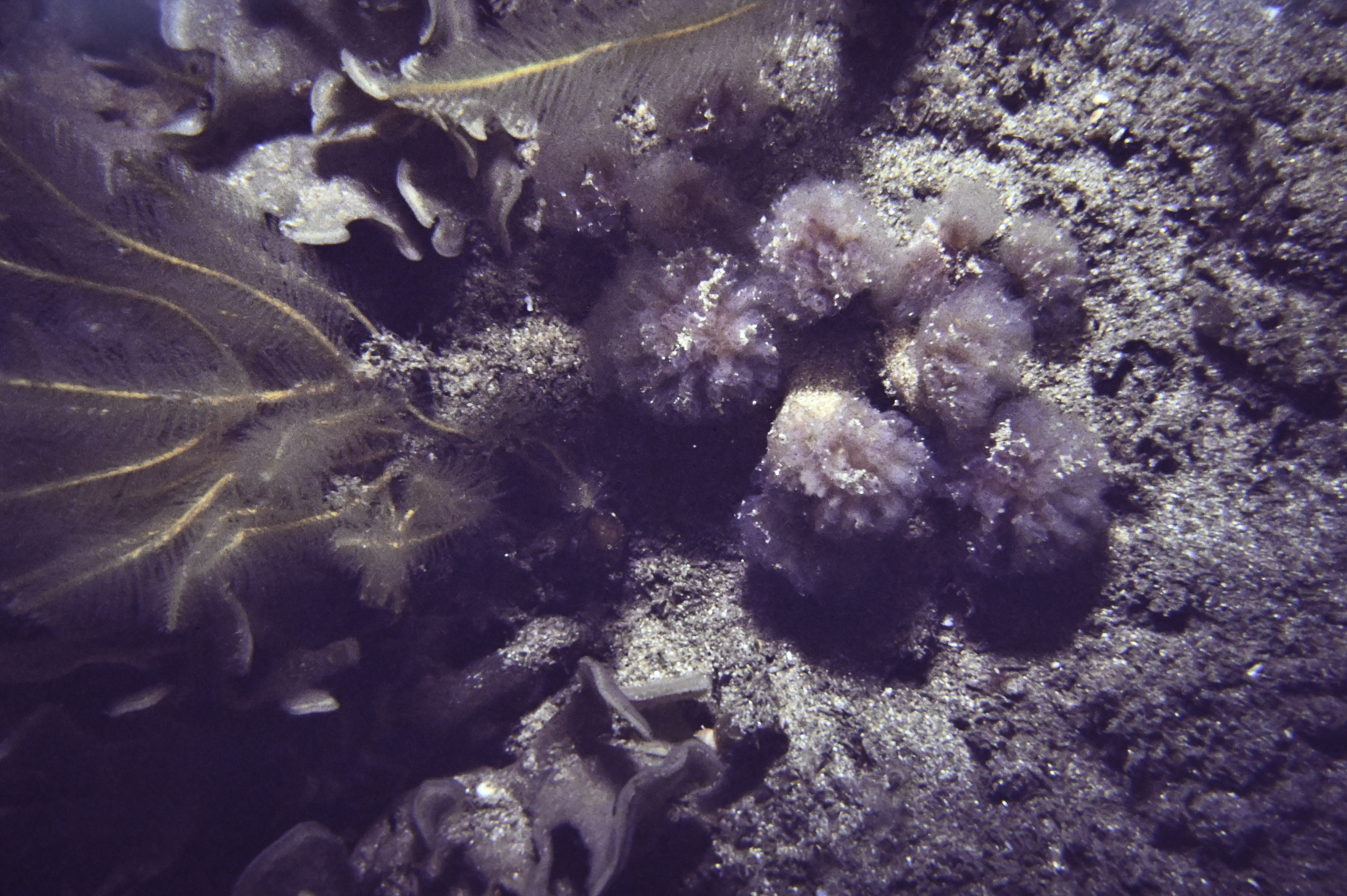 Nemertesia antennina. Site: NW Portstewart Point. 
