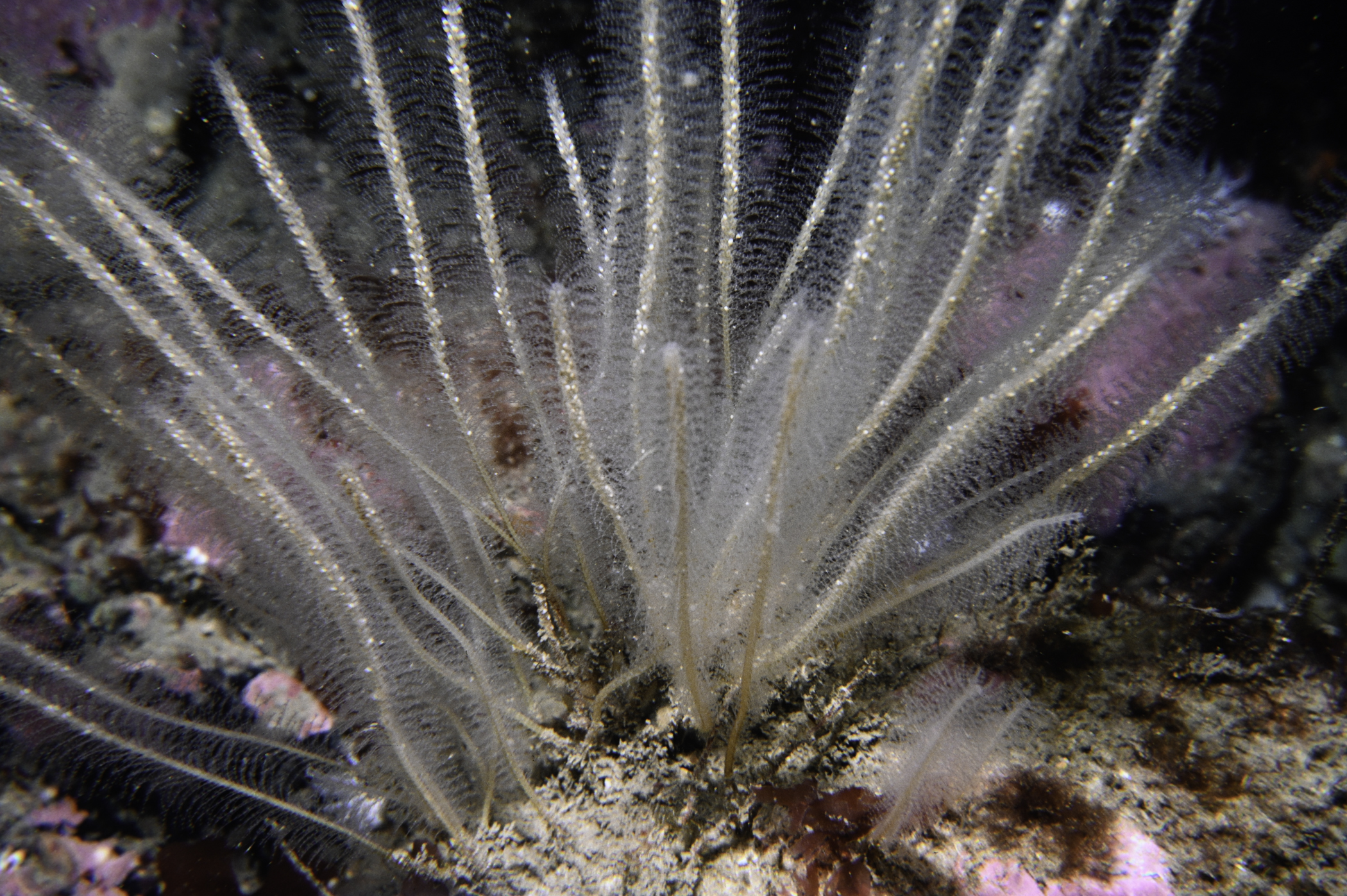 Nemertesia antennina. Site: White Cliffs, S Coast, Rathlin Island. 