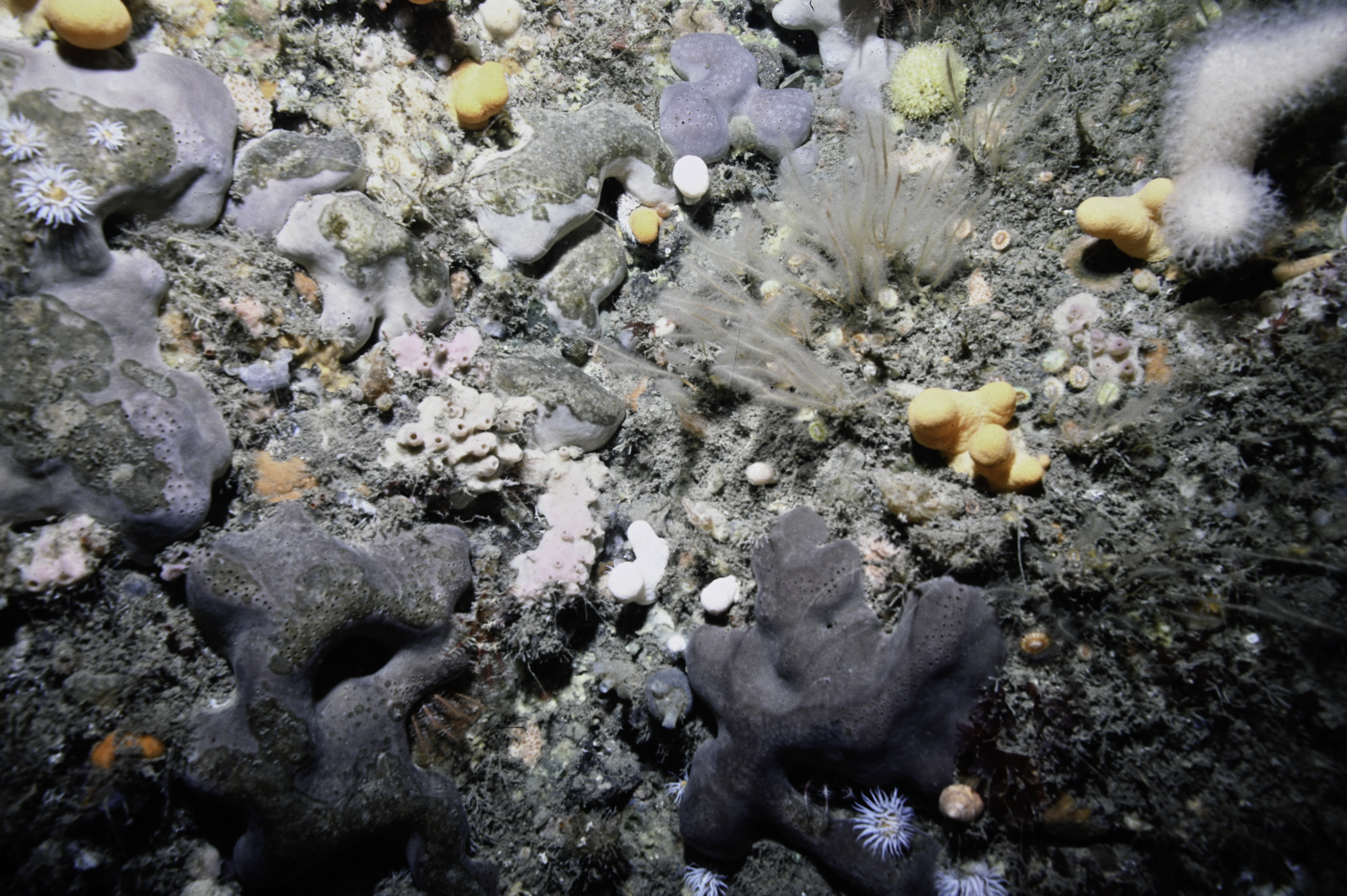 Pachymatisma johnstonia, Haliclona viscosa, Alcyonium digitatum, Nemertesia antennina. Site: Farganlack Point, Rathlin Island. 