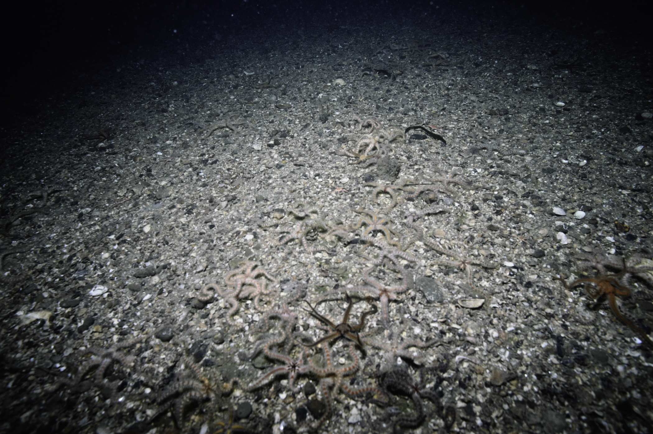 Ophiothrix fragilis, Ophiocomina nigra. Site: SE Ballyquintin Point. 