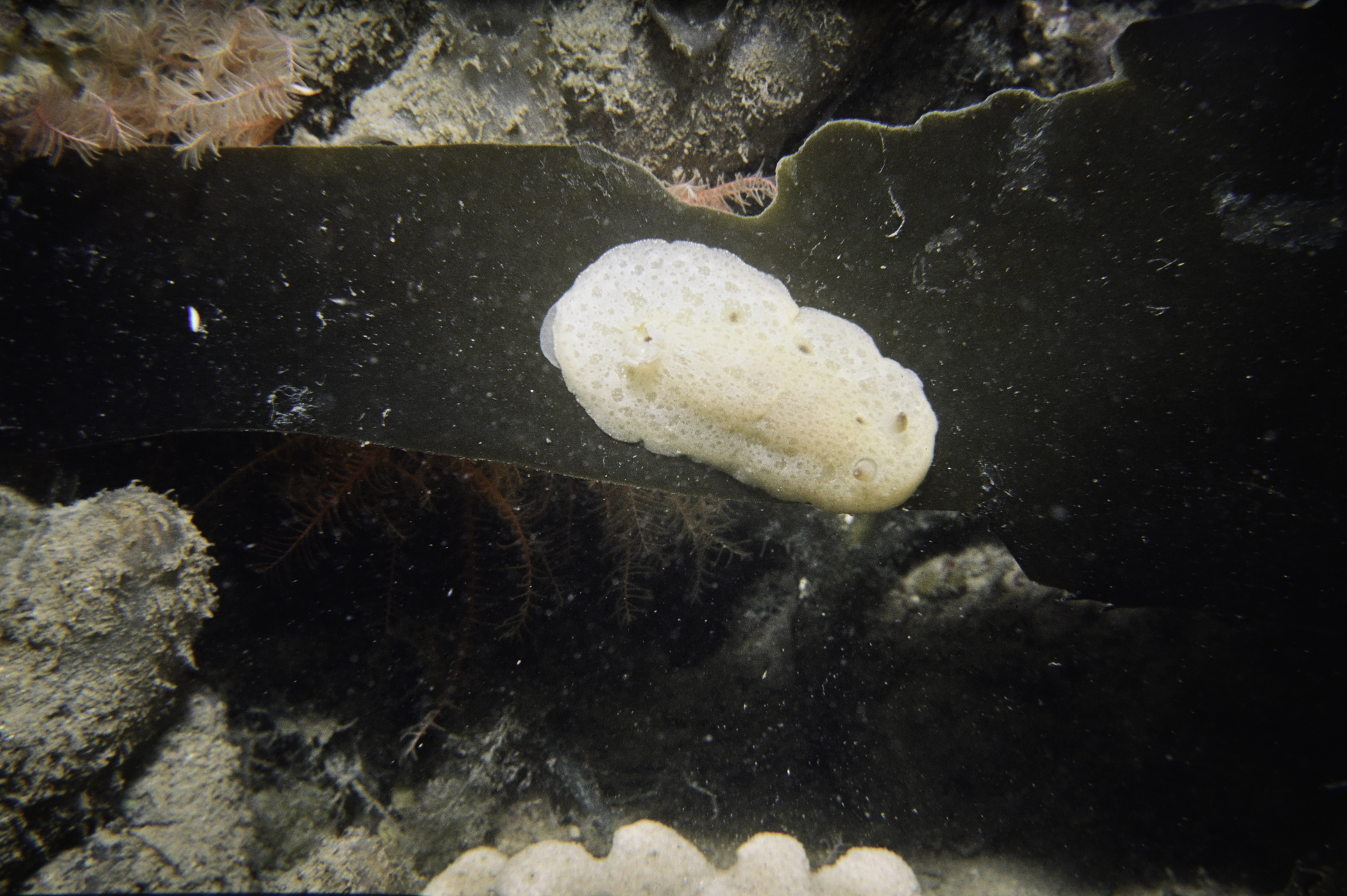 Jorunna tomentosa. Site: N of Green Island, Carlingford Lough. 