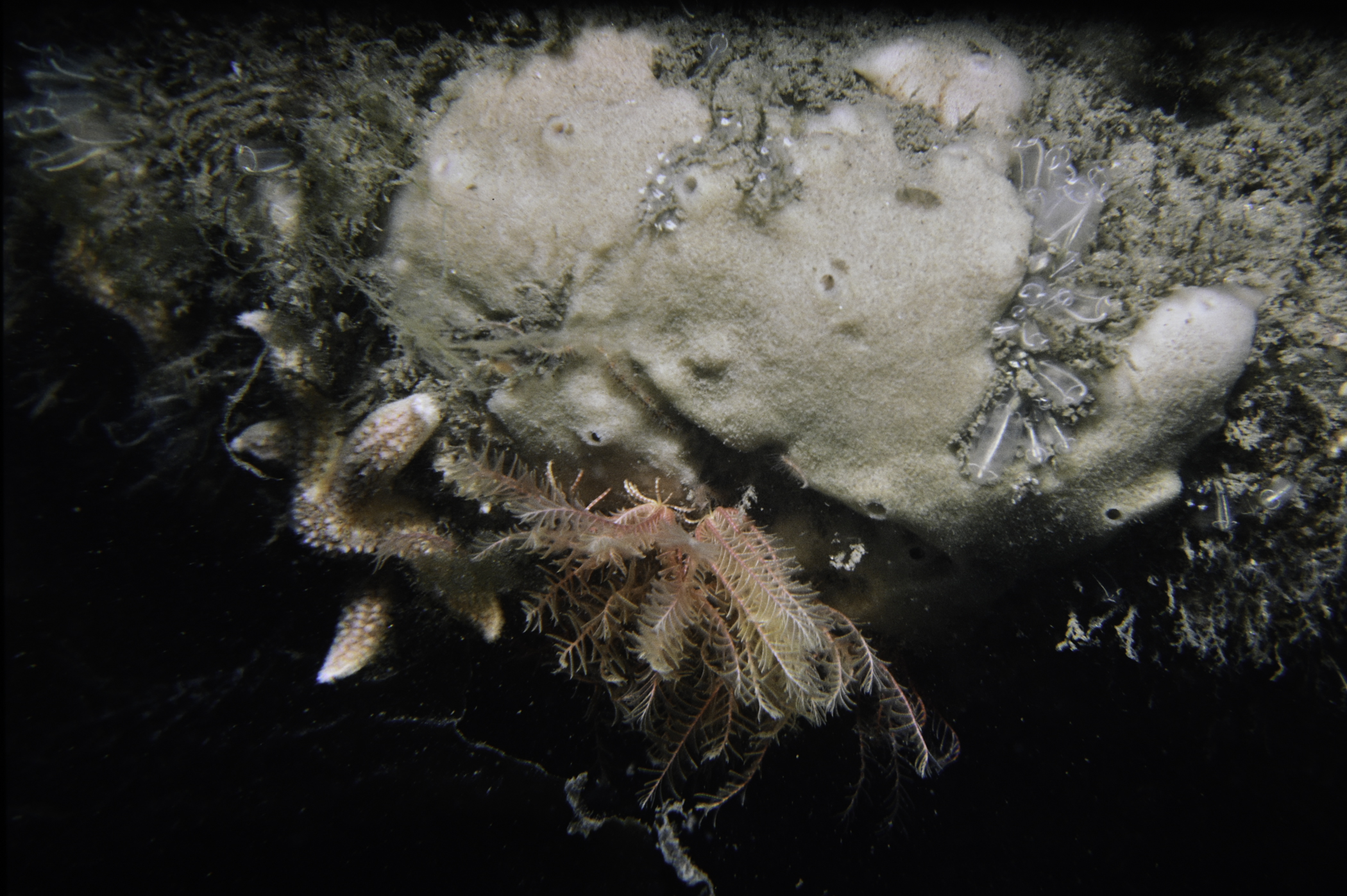 Haliclona fistulosa. Site: N of Green Island, Carlingford Lough. 