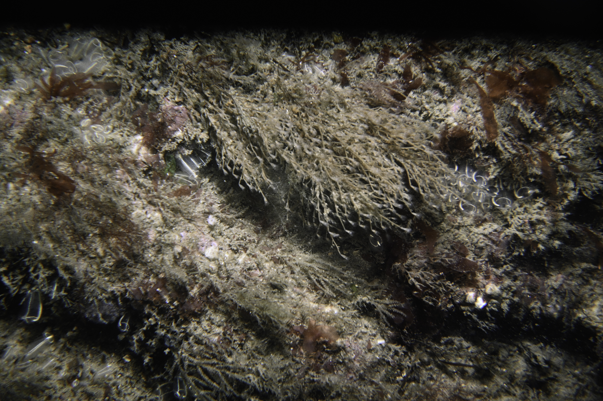 Eudendrium arbuscula. Site: N of Green Island, Carlingford Lough. 