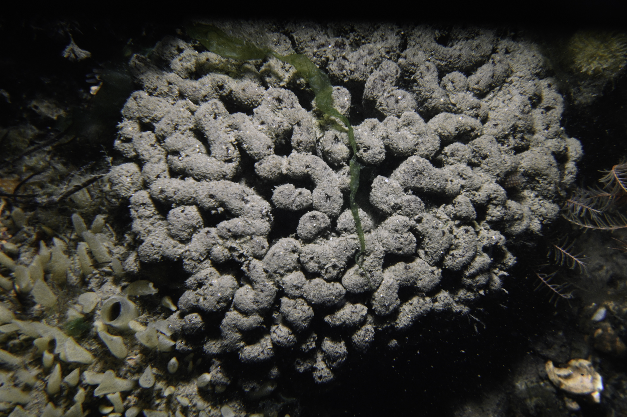 Raspailia ramosa. Site: N of Green Island, Carlingford Lough. 