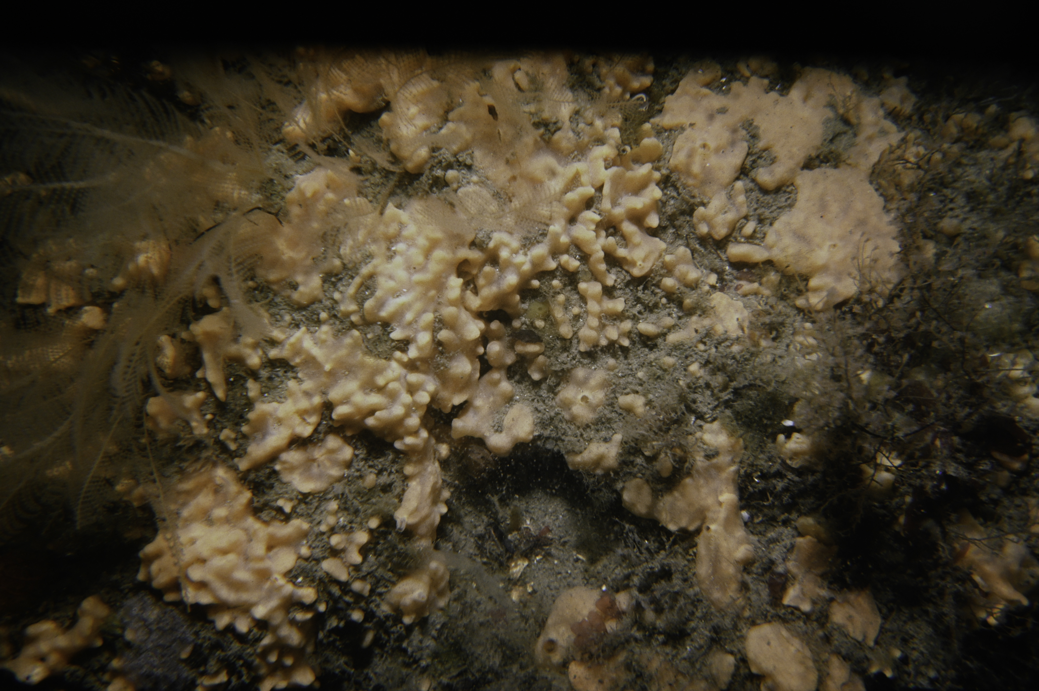 . Site: N of Green Island, Carlingford Lough. 