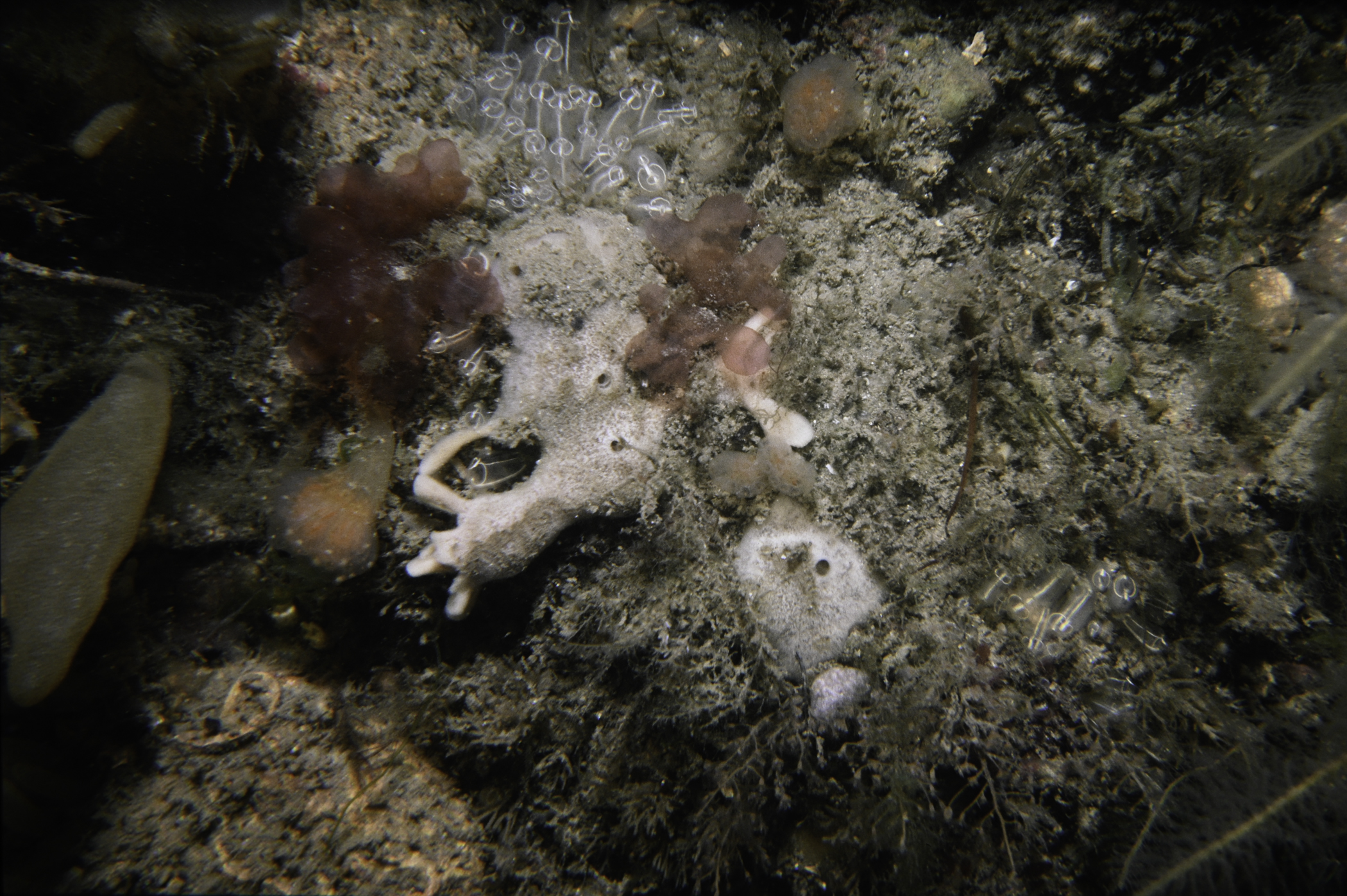 Haliclona fistulosa. Site: N of Green Island, Carlingford Lough. 