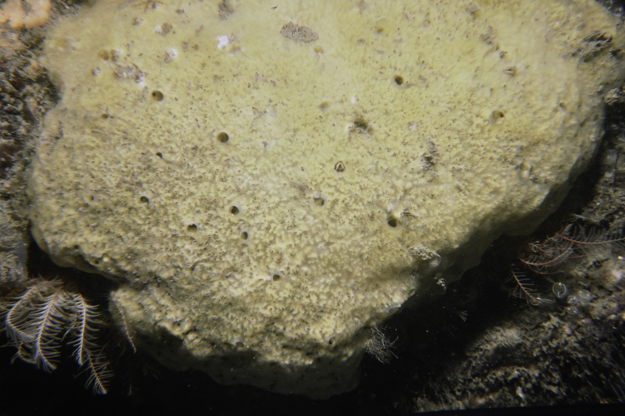 . Site: N of Green Island, Carlingford Lough. 