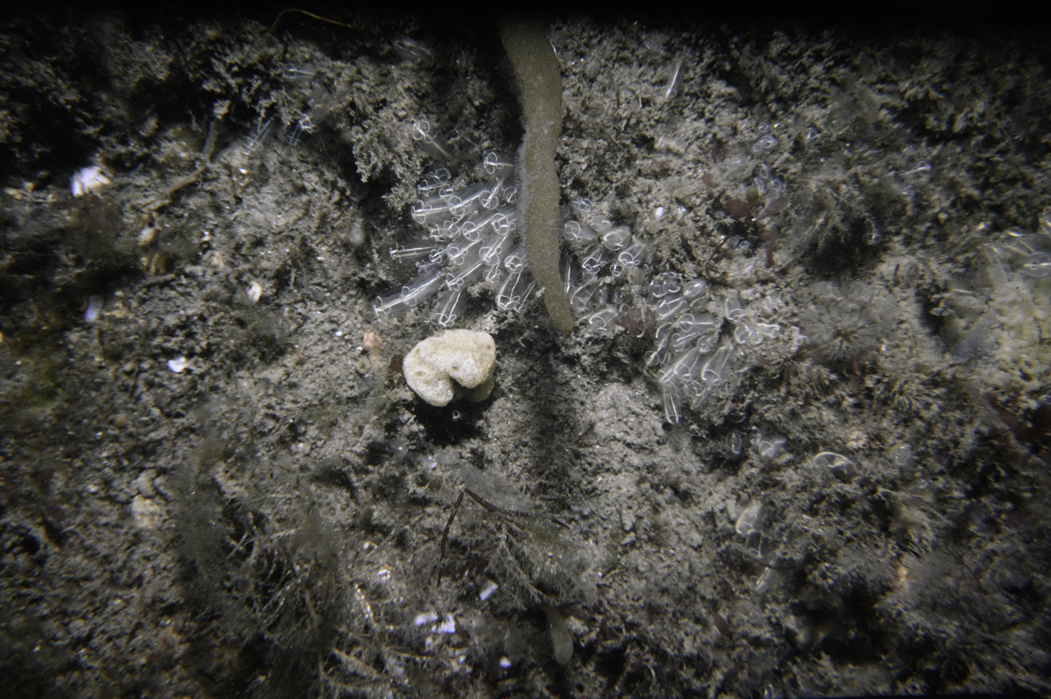 Bicellariella ciliata, Clavelina lepadiformis. Site: N of Green Island, Carlingford Lough. 