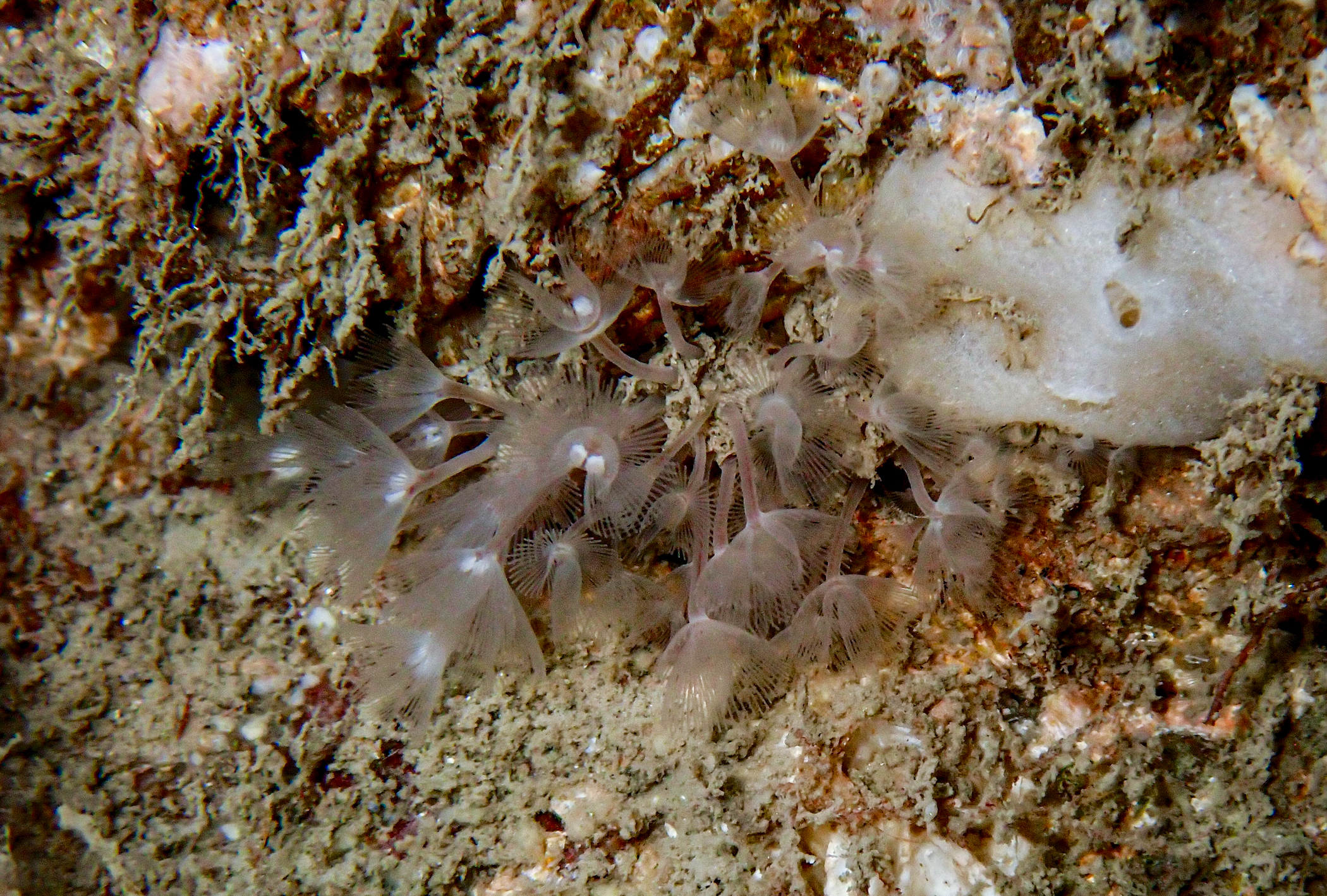 Phoronis hippocrepia image: img_2818