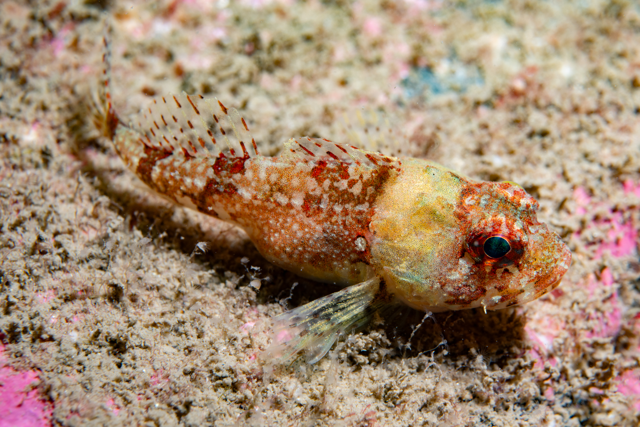 Micrenophrys lilljeborgi image: 824_0466