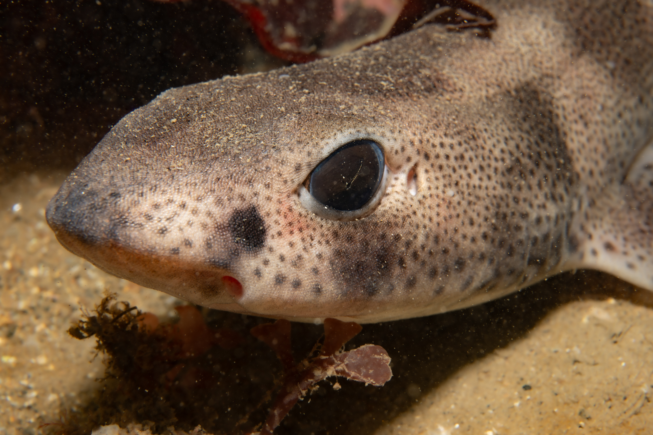 image: Scyliorhinus canicula. Rathlin Island, 2024. Photographer(s): Libby Keatley.