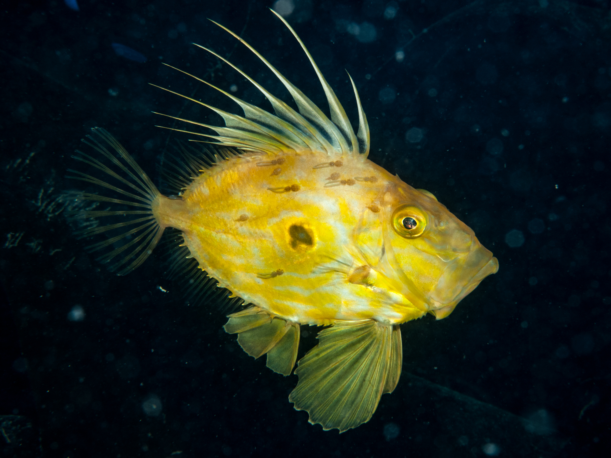 Zeus faber image: _b136624