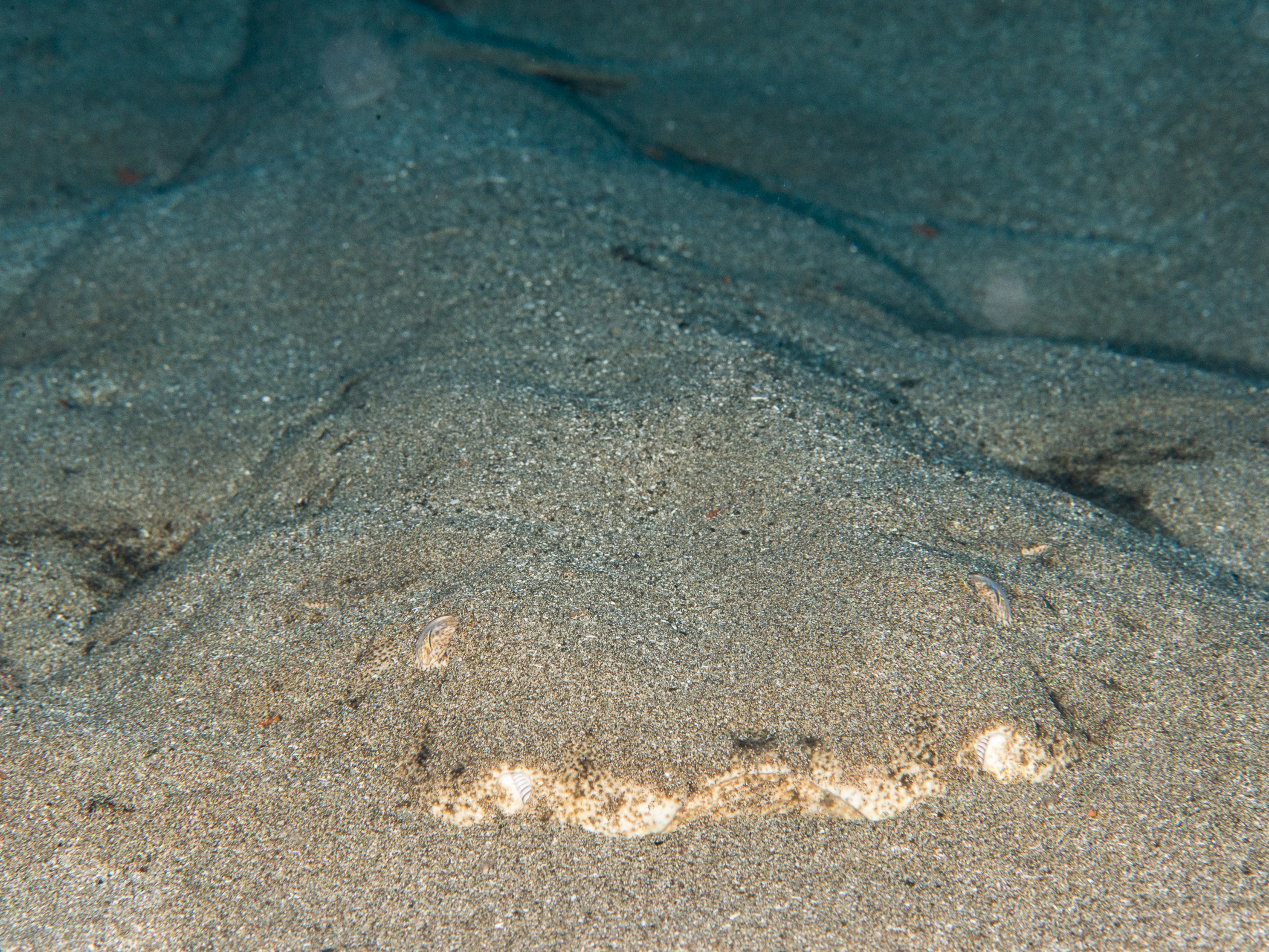 image: Torpedo marmorata. Lanzarote, 2014.