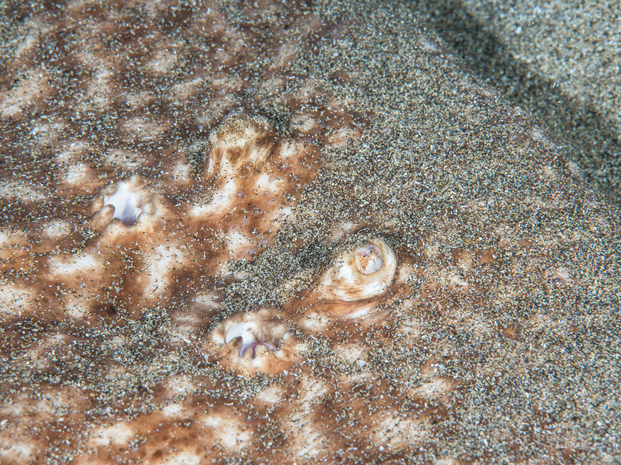 image: Torpedo marmorata. Lanzarote, 2014.