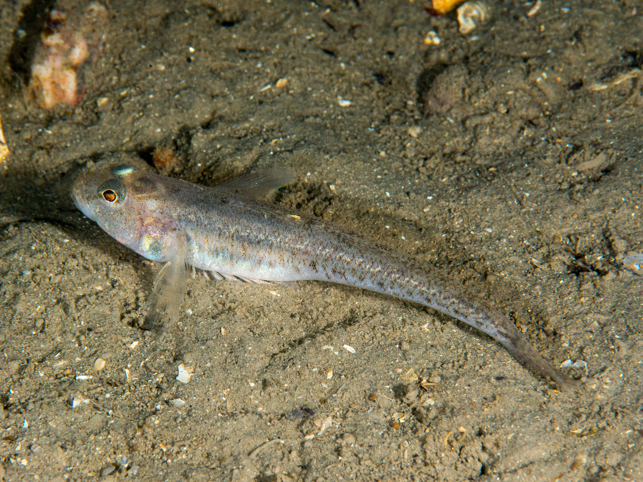 image: Lesueurigobius friesii. Strangford Lough, 2014.
