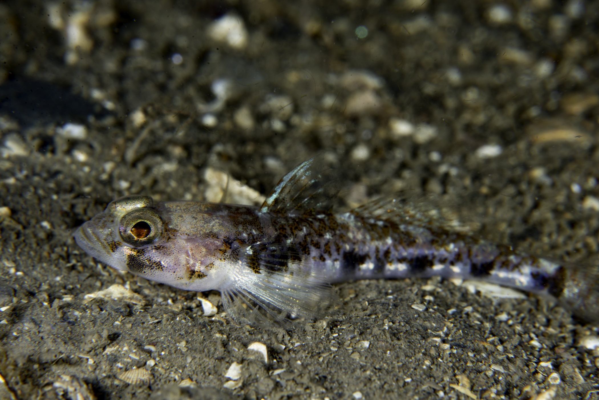 image: Buenia jeffreysii. Kircubbin, Strangford Lough, Nortnern Ireland, 15 m, 2014-05-21.