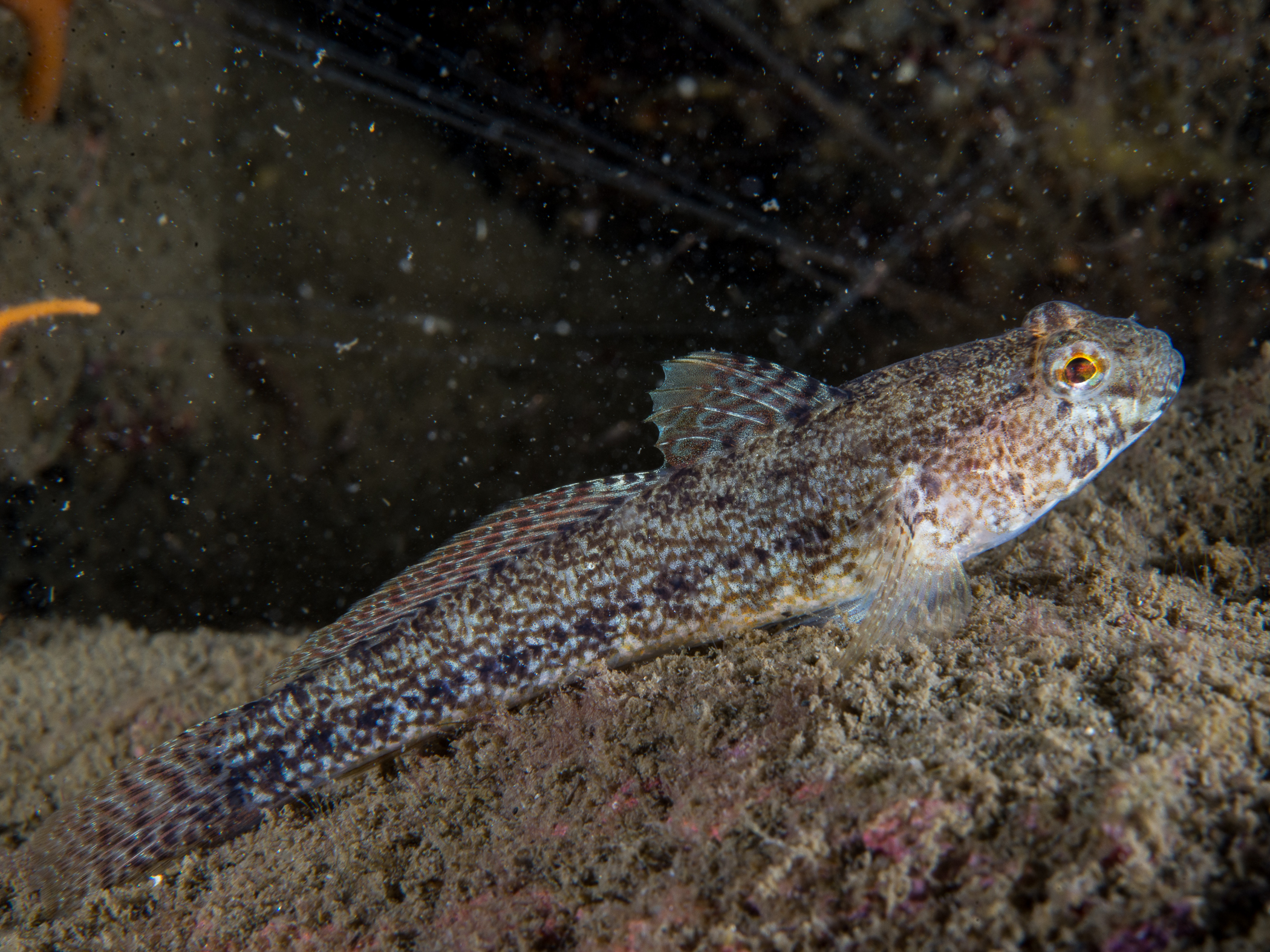 Gobius couchi image: _b156399