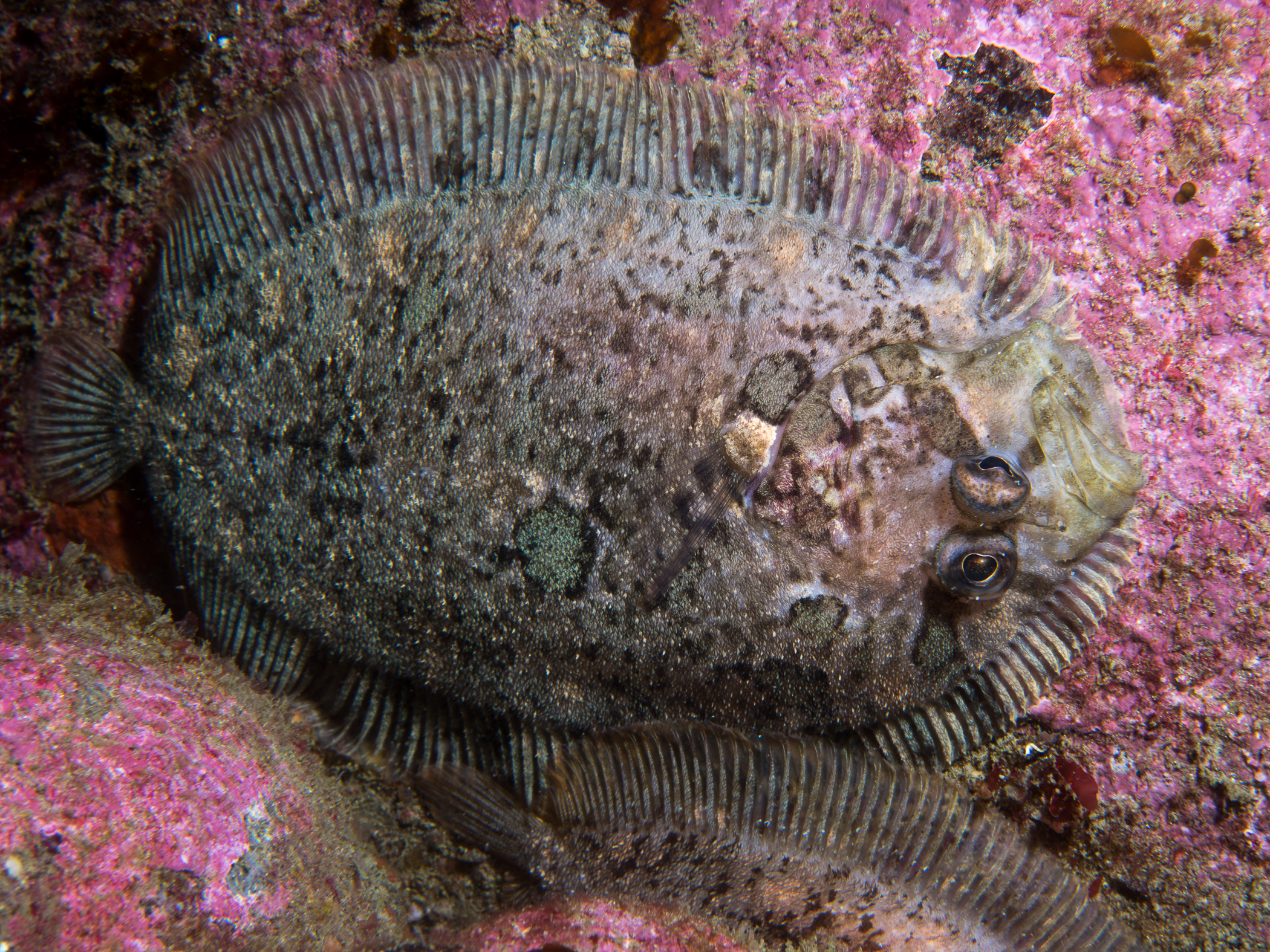 Zeugopterus punctatus image: _b171554