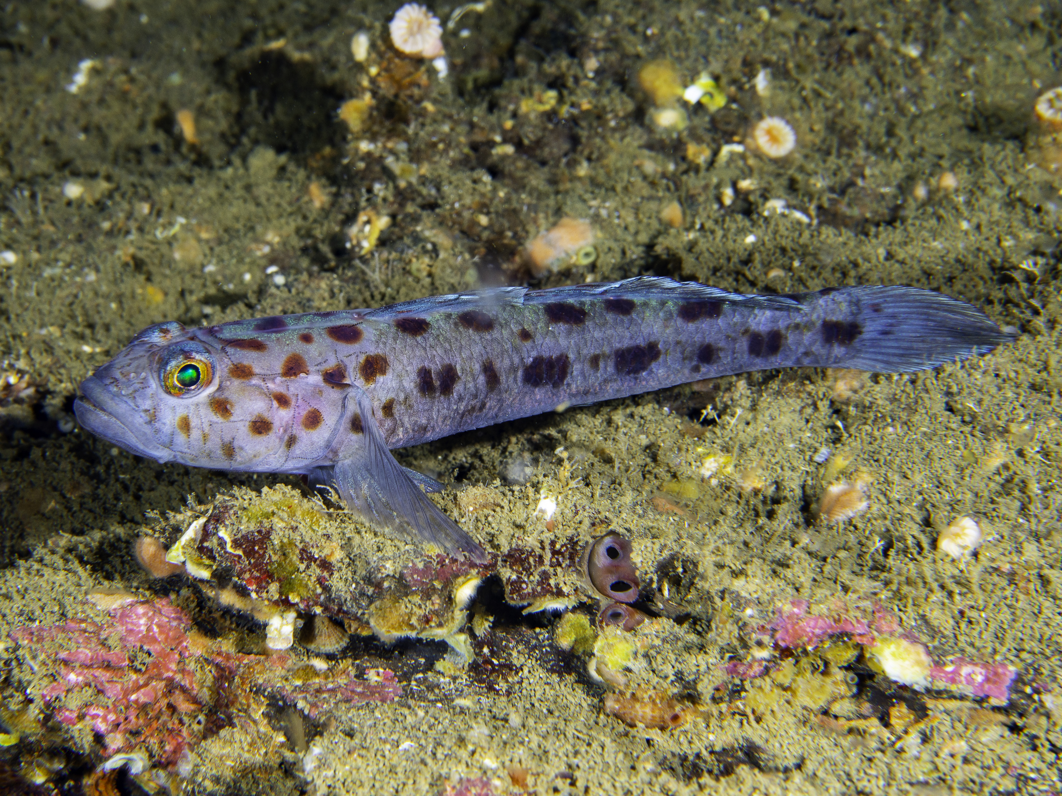 Thorogobius ephippiatus image: _b181128