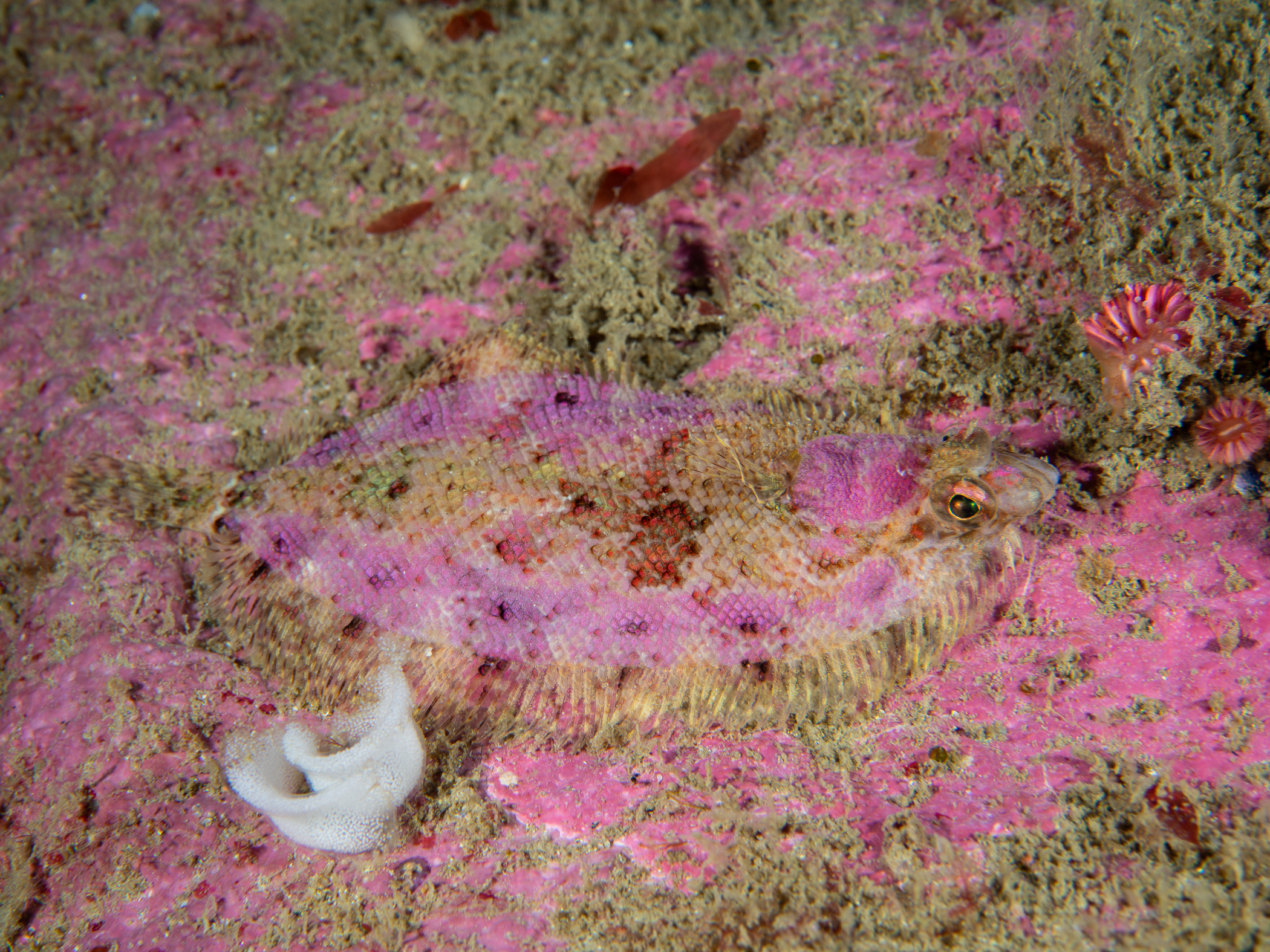Phrynorhombus norvegicus image: _b188517