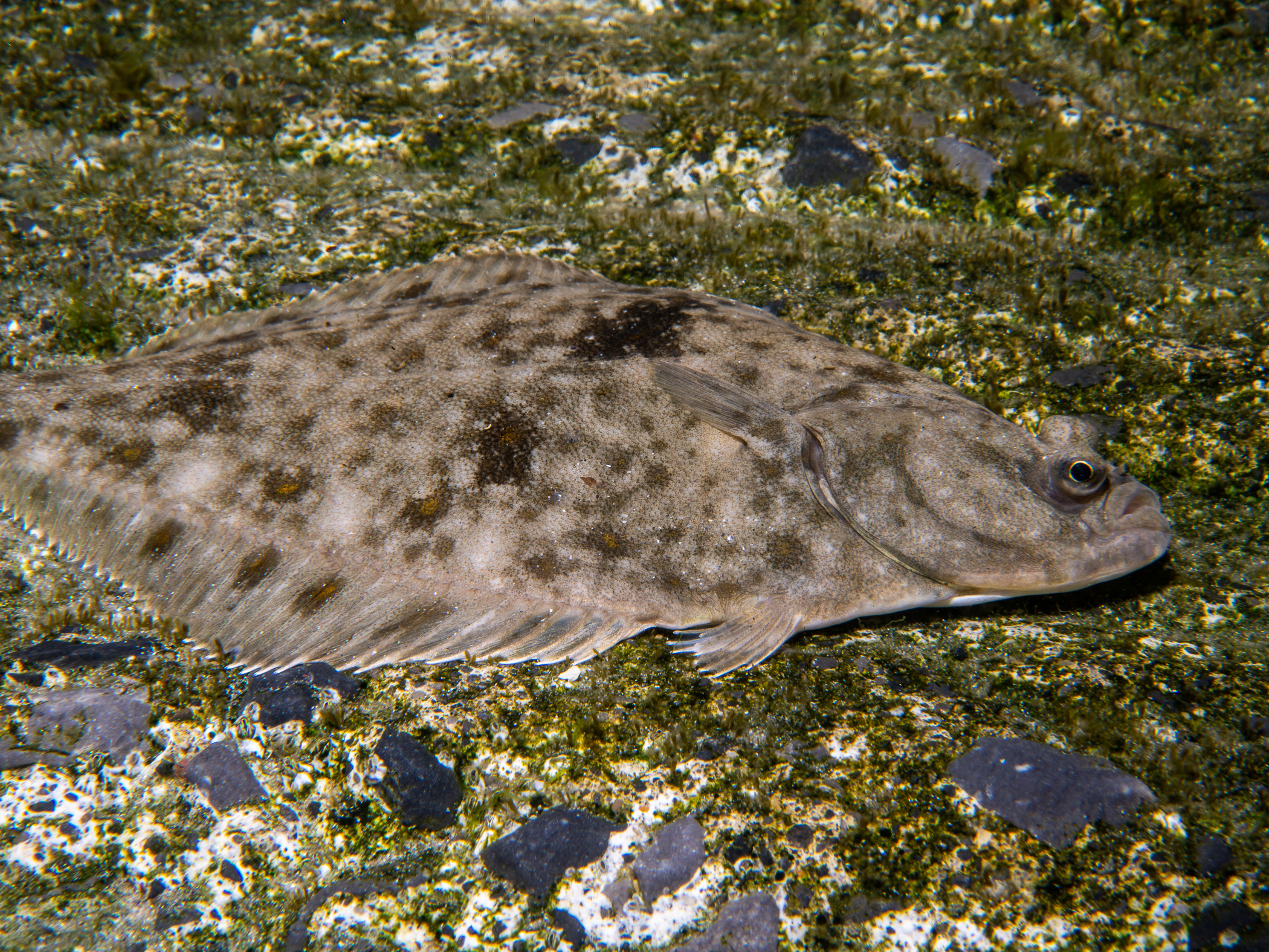 Platichthys flesus image: _b190556
