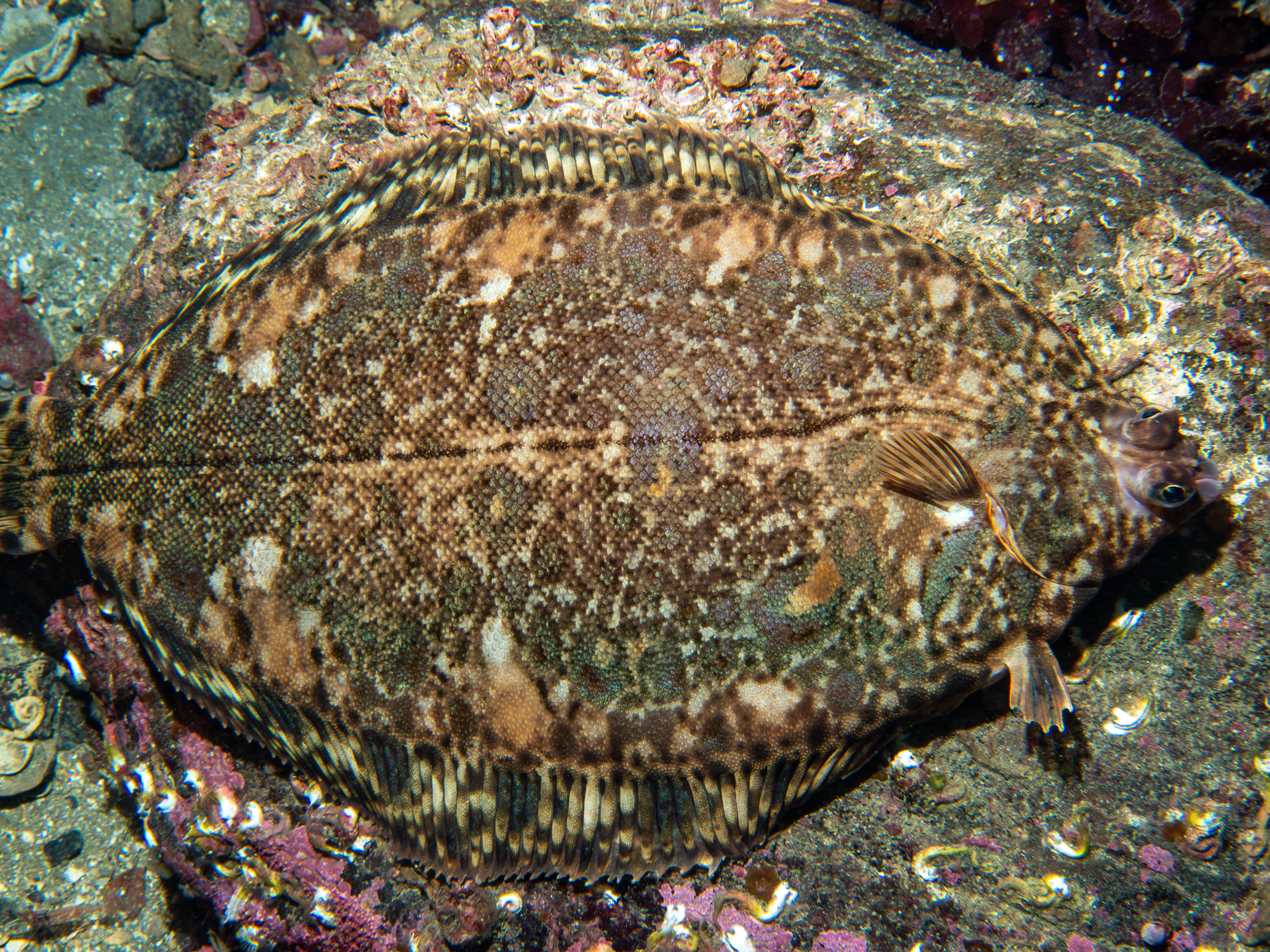 Microstomus kitt image: _b190961