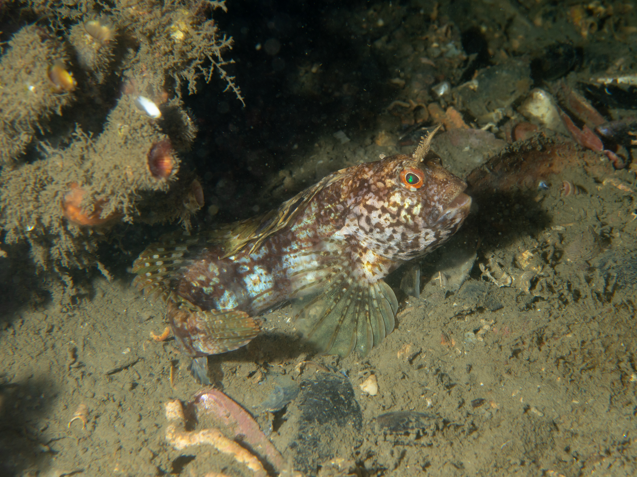 Blennius ocellaris image: _b198119