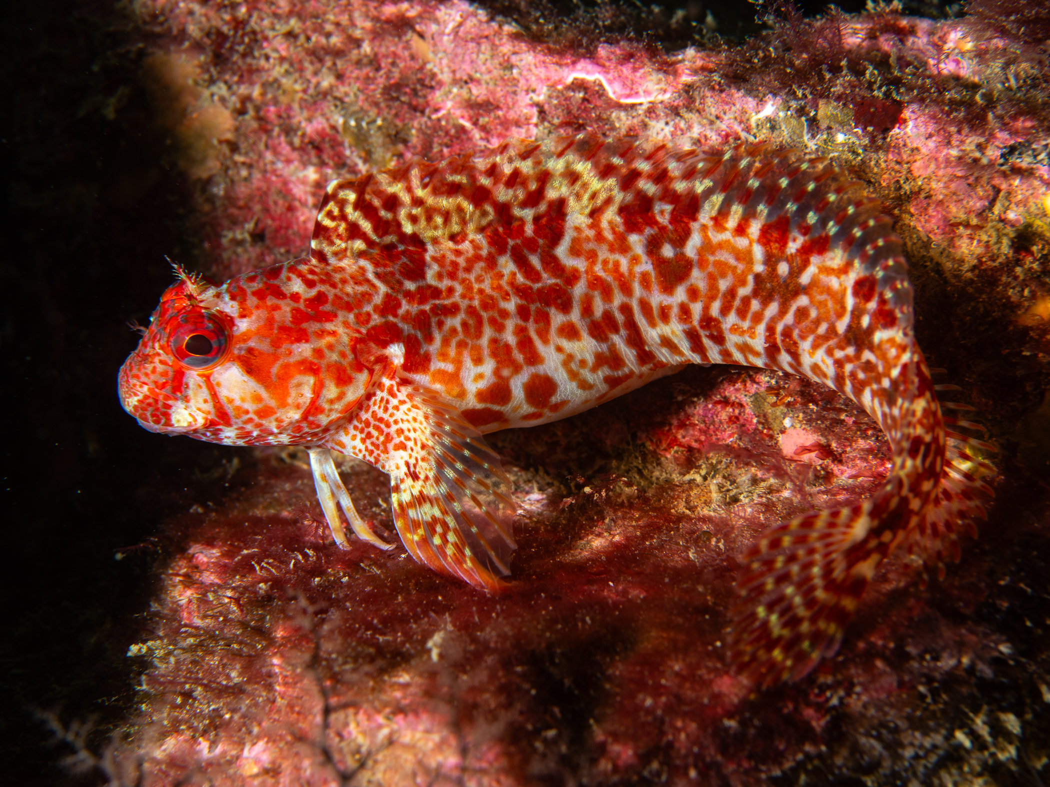 image: Parablennius ruber. Connemara, Co Galway, 2019.