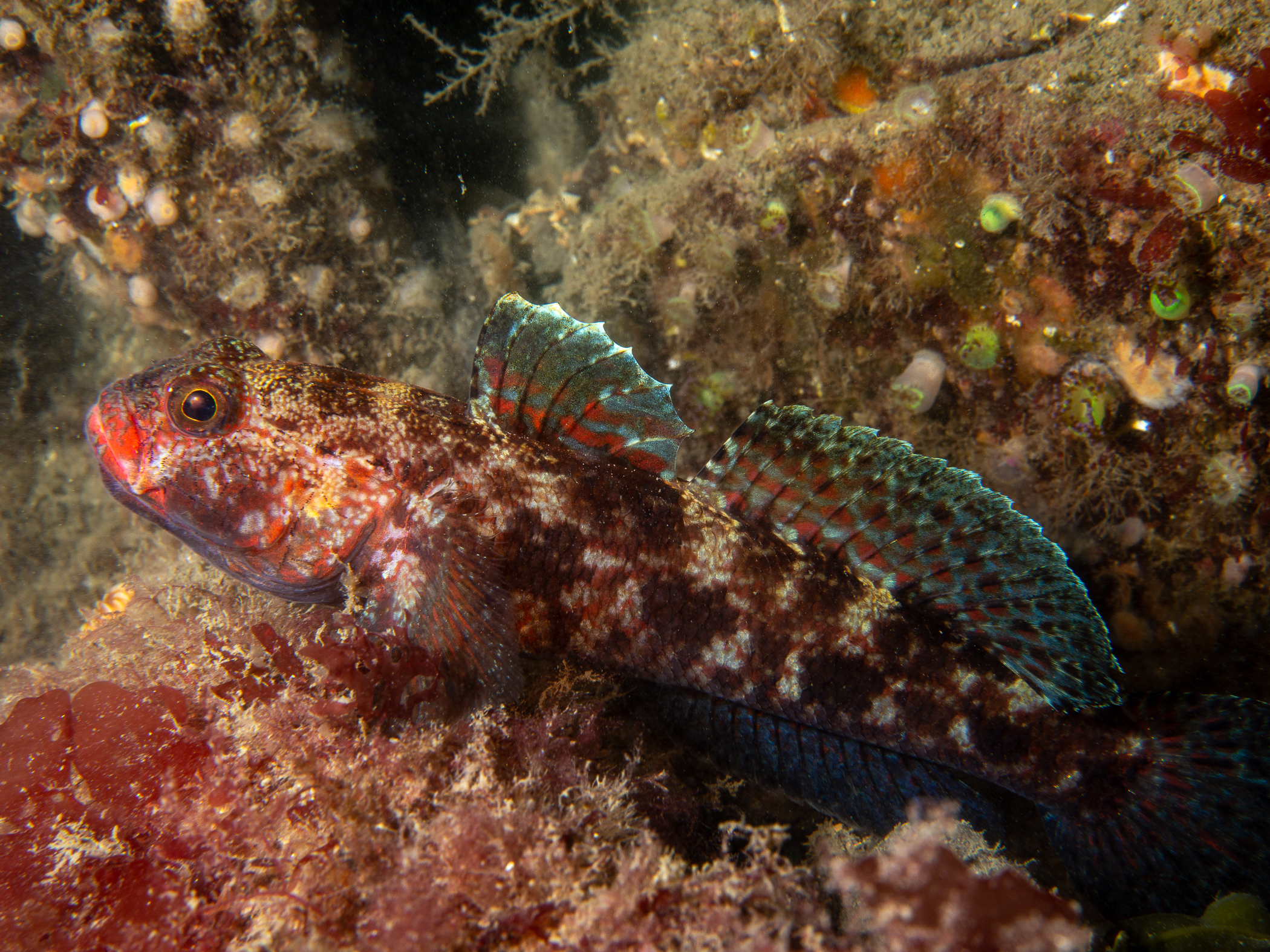 Gobius cruentatus image: _b199170